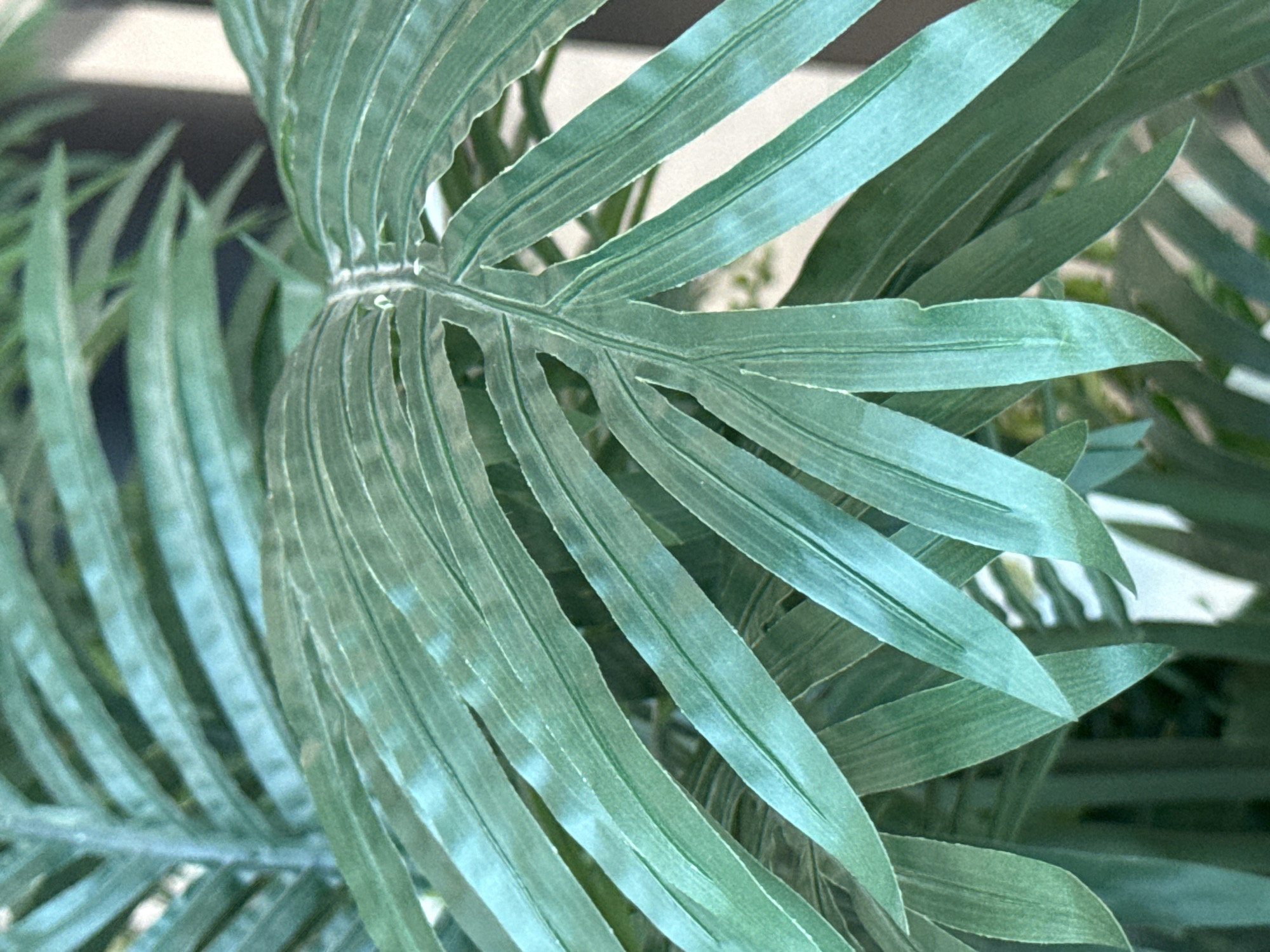 The image displays a close-up view of lush green palm fronds. The fronds are long and slender, with a distinct ribbed texture running lengthwise. They are arranged in a layered fashion, with some overlapping others. The lighting creates a slight sheen on the surface of the leaves, highlighting their veins and contours. The background is blurred, but appears to show more greenery and possibly the texture of a pot or planter. There are no people or discernible urban elements in the frame. The scene is naturalistic, focusing entirely on the botanical subject. The location in Ob, Russia, cannot be determined from the visual information present in the image.