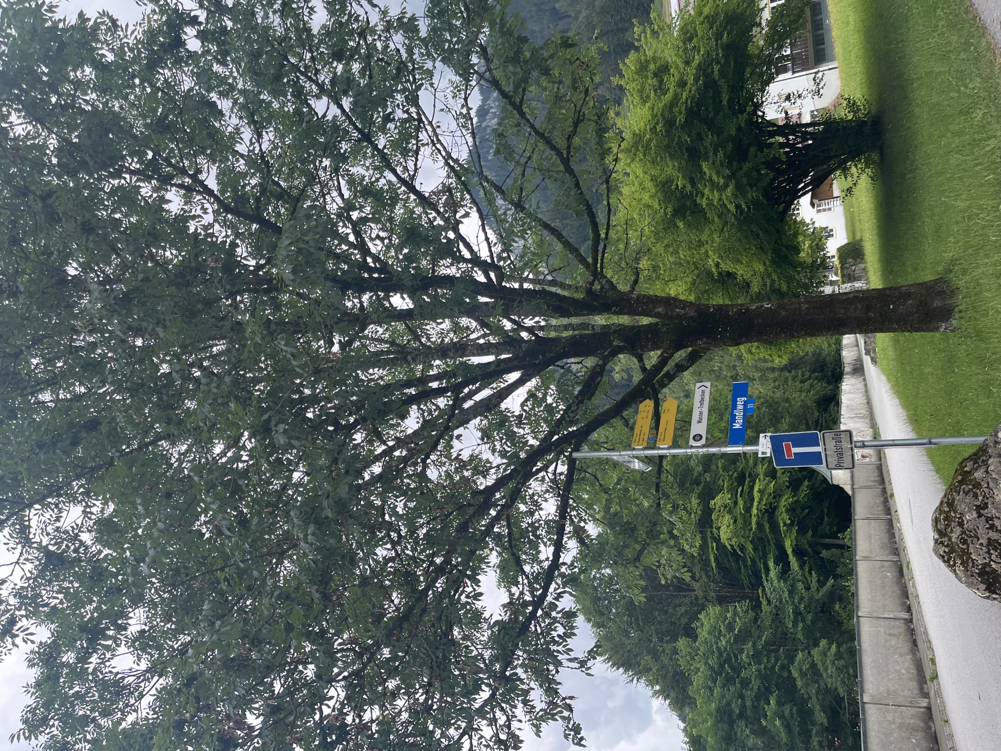 The image shows a street scene in Ettal, Germany. A large tree with dark bark and green leaves dominates the foreground, with its branches extending across the frame. To the right of the tree, a small building with a white facade and dark windows is visible behind a well-maintained green lawn. A paved road runs alongside a concrete wall on the left of the image. Several road signs are mounted on a metal pole near the center of the frame. These signs include directional arrows and text in German, indicating "Wasser-Tretbecken" and "Mandlweg." A red and blue "dead end" sign is also present. The background features a dense forest covering a hillside, with a cloudy sky overhead. A large rock is situated in the lower-left corner of the image.