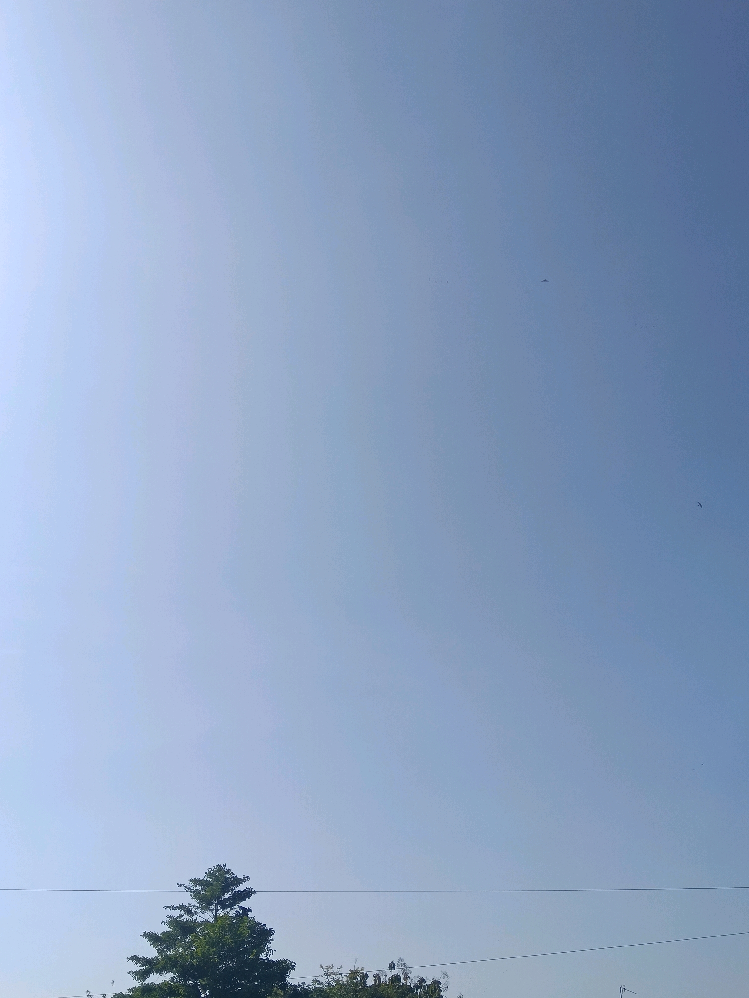 A wide-angle, vertical outdoor shot captures a bright, clear, light blue sky. A few small dark specks, possibly birds, are visible scattered across the sky. At the bottom of the frame, the tops of lush green trees are visible, with a thin, dark horizontal line, likely a wire, running across the image above the trees. A single, tall, conical tree with dense foliage stands out in the lower left quadrant, partially obscuring other trees behind it. The overall impression is one of a serene, clear day in a natural or semi-natural setting. The image is too distant and lacks specific landmarks to determine the location within Galuk, Indonesia.