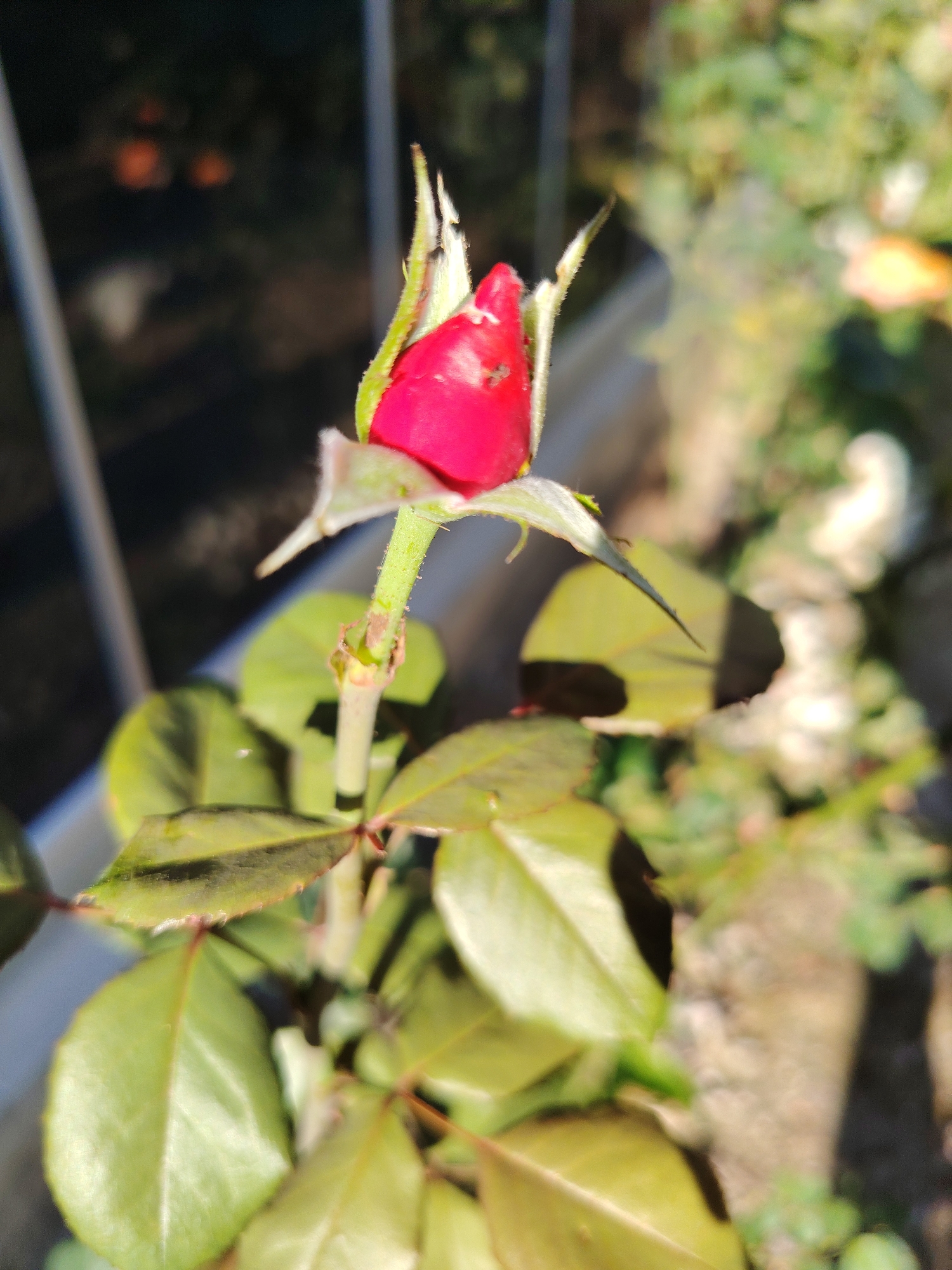 Memory