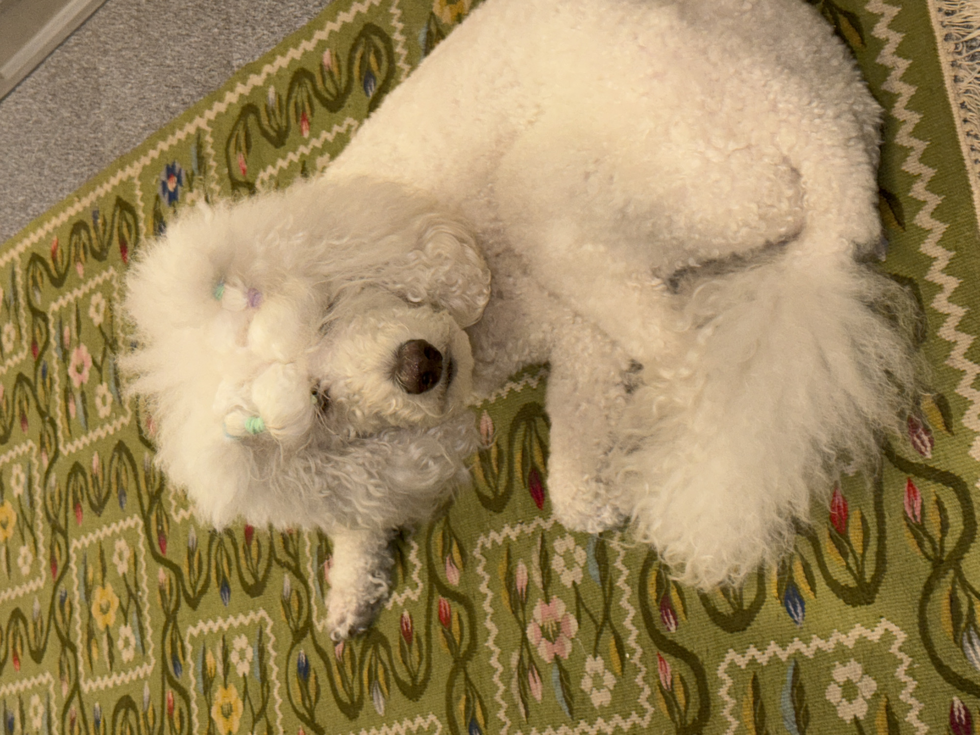 A white Bichon Frise dog rests on a green patterned rug. The rug features a recurring motif of stylized flowers and leaves. The dog is mostly curled up, its head facing the left side of the frame. A few small hair accessories are visible on the dog's head. Part of a gray floor is visible in the upper left corner of the image. It is not possible to determine the specific location of this scene in Krasnoyarsk, Russia, as the image does not contain any identifiable landmarks or features.