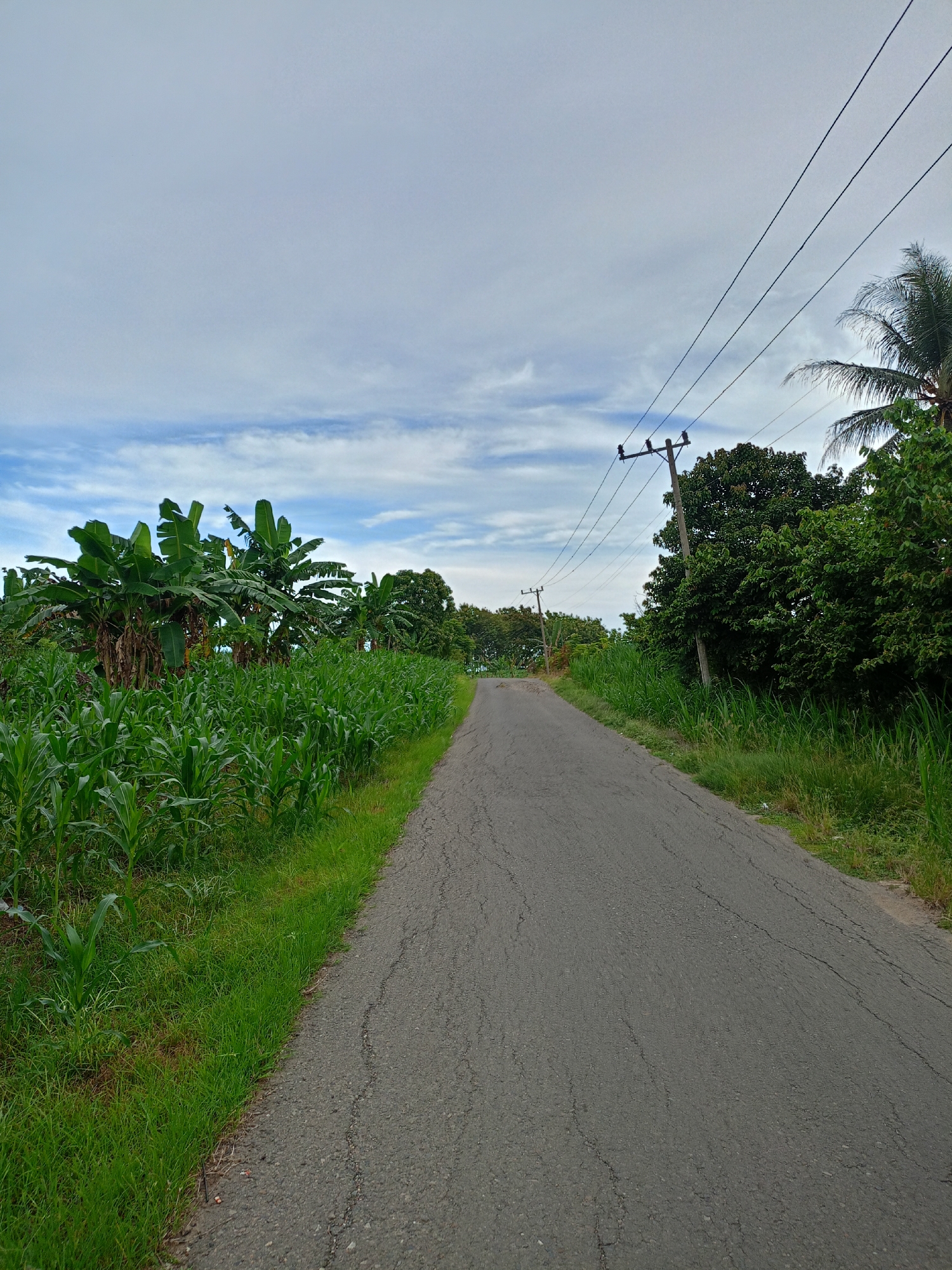 A straight asphalt road stretches into the distance under a cloudy sky. The road surface is cracked. On the left, corn stalks grow tall alongside banana trees. On the right, taller grass and various trees fill the landscape. Power lines run along the right side of the road, supported by wooden poles. The photo appears to be taken on the outskirts of a rural area in Cotjrat, Indonesia. There are no people, subjects, objects, actions, or interactions visible.