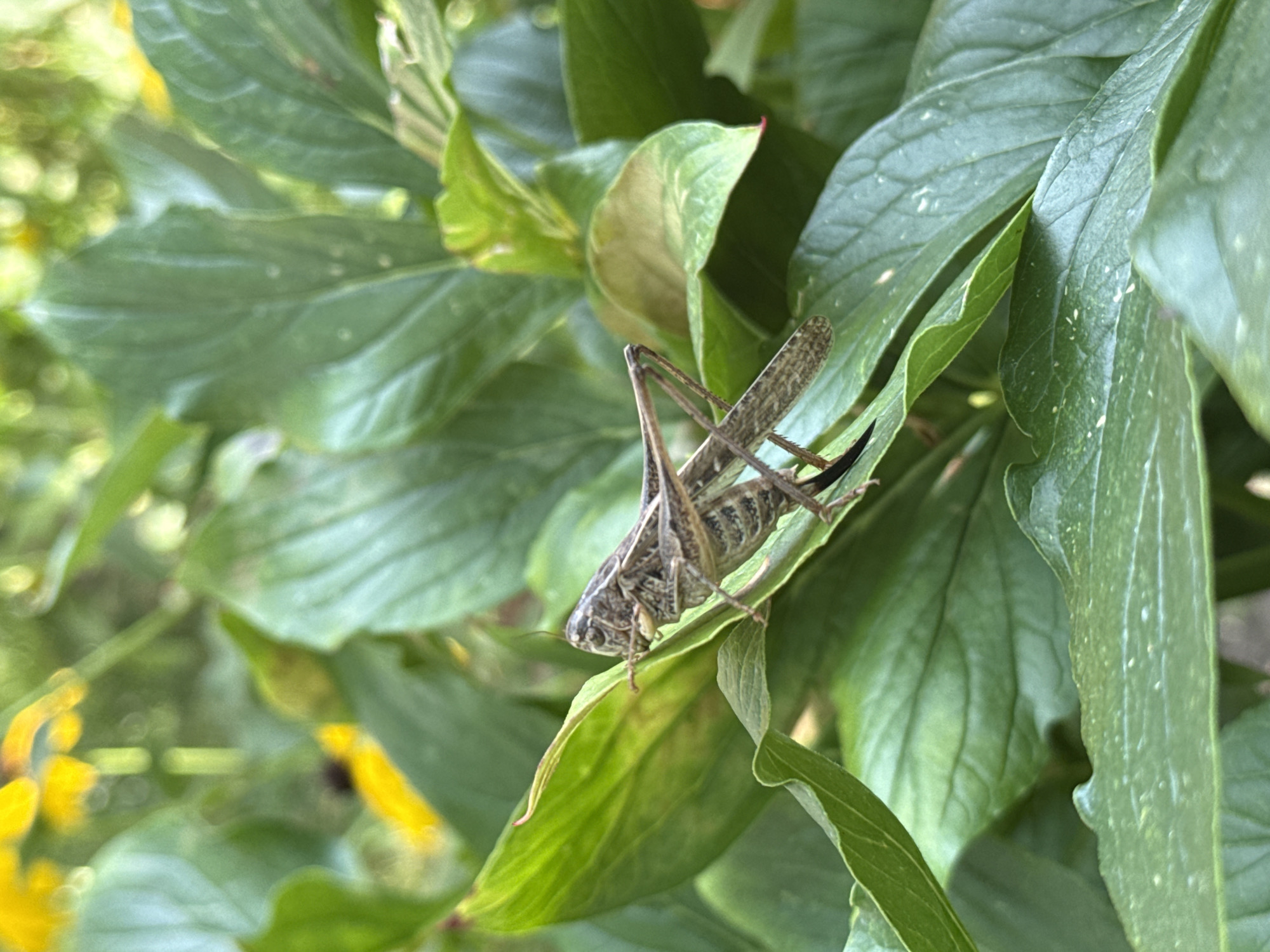 A close-up, eye-level shot shows a grasshopper clinging to a vibrant green leaf. The grasshopper is brown and grey with prominent, textured wings and long, spindly legs. Its body is oriented diagonally across the leaf, with its head facing left and its hind legs extended. The leaf it is perched on is broad and has visible veins. Behind the grasshopper, more green leaves create a lush, organic backdrop. In the upper left and lower left corners, blurred elements of yellow flowers are visible, suggesting a garden or natural setting. The lighting appears to be natural, possibly daylight, casting subtle shadows on the leaves. The overall impression is one of a still, natural moment captured in detail. The location is Tvarditsa, Bulgaria. There is no visible text.