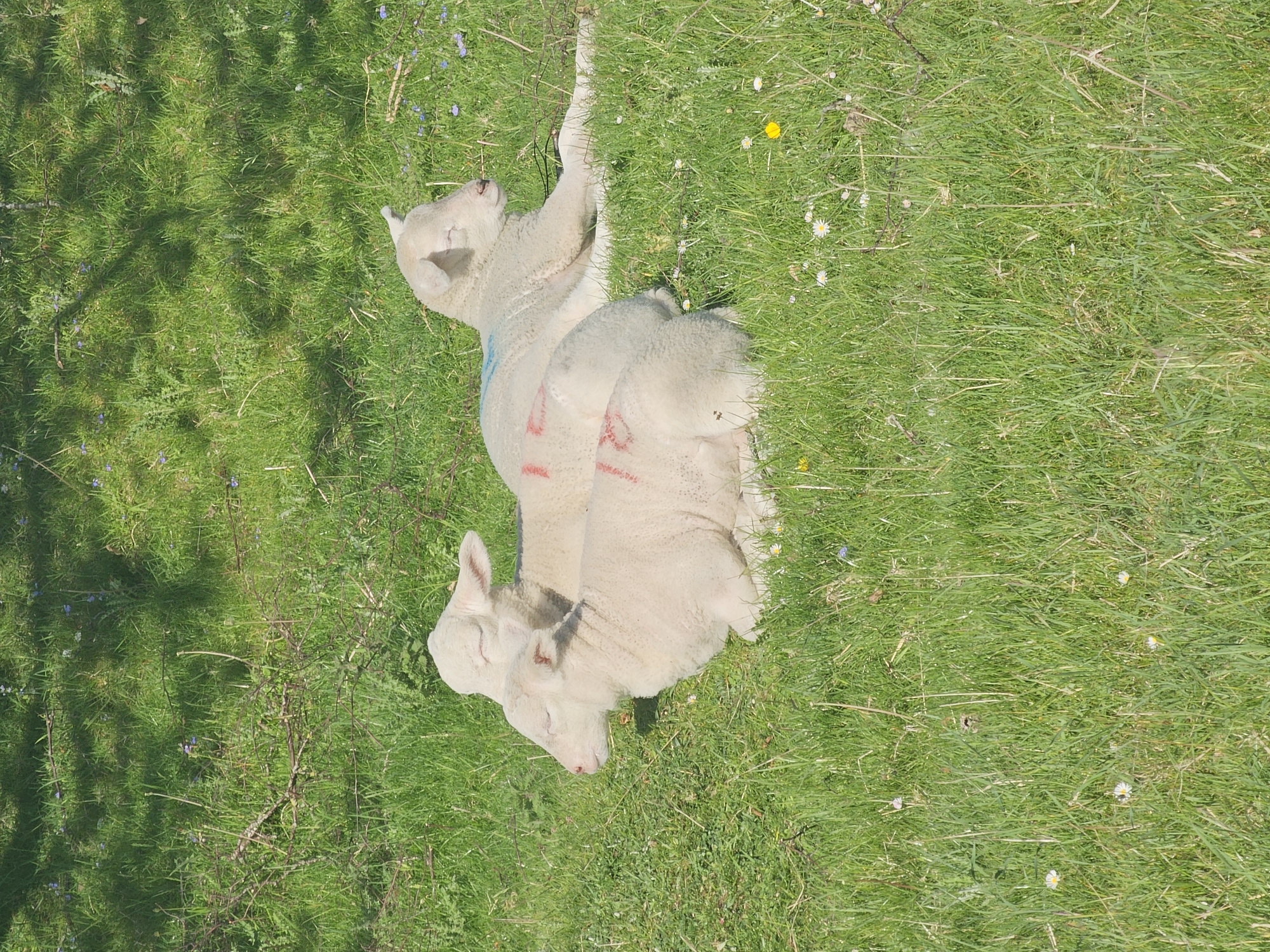 Two lambs lie nestled together on a patch of green grass, bathed in sunlight. One lamb rests its head near the other's body. The location appears to be a grassy field in Halkyn, United Kingdom.
