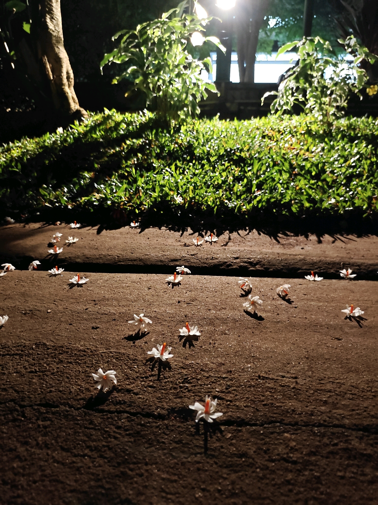 In the city of Mu Si, Thailand, at night, fallen white flowers with orange centers are scattered across a dark brown, textured path. The path has a distinct horizontal crack running across it. To the left, a tree trunk is visible, its bark rough and textured. To the right and behind the path, a lush, green hedge is illuminated by a bright light source from above and behind the foliage, casting long shadows onto the path. The overall scene suggests a tranquil outdoor setting, possibly a garden or park.