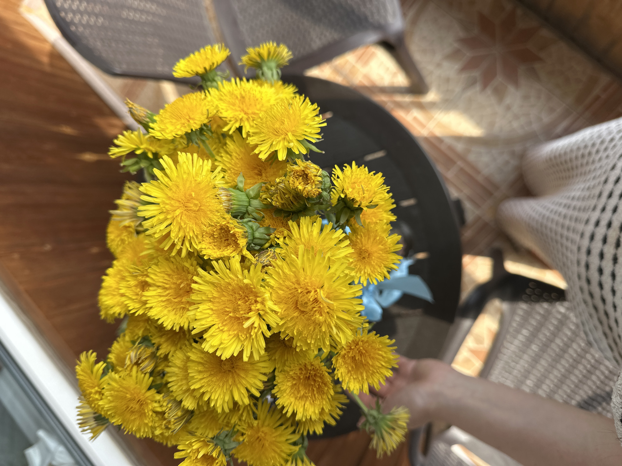 A bouquet of dandelions sits in a vase on a balcony. The balcony appears to be in an apartment building in Nizhny Novgorod, Russia, based on the architectural style of the surrounding buildings and the typical design of residential balconies in the region.
The bouquet consists of numerous bright yellow dandelion flowers with green stems and buds. The flowers are densely packed together, filling the vase and creating a vibrant display. A blue ribbon is visible around the base of the bouquet, possibly used to secure the stems.
The vase is placed on a dark-colored, round table or stand on the balcony. The balcony has a tiled floor with a geometric pattern. A metal chair is partially visible in the background, with its shadow cast on the floor.
A person's arm and hand reach into the frame, possibly to adjust or hold the bouquet. The person is wearing a light-colored garment with a textured pattern.
The lighting suggests it is daytime. The overall scene presents a simple, cheerful still life of dandelions on a residential balcony.