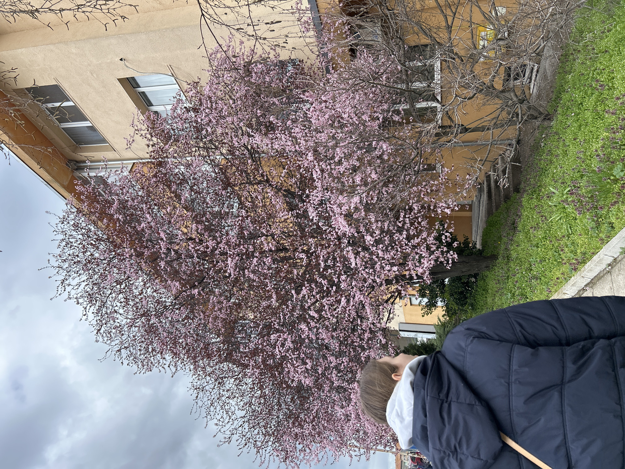 A person stands in front of a large tree with pink blossoms in Shumen, Bulgaria. The tree is situated near a yellow building with windows. The person wears a dark blue jacket over a white hoodie. The sky is overcast. Green grass and vegetation surround the base of the tree and building. A sidewalk is visible.