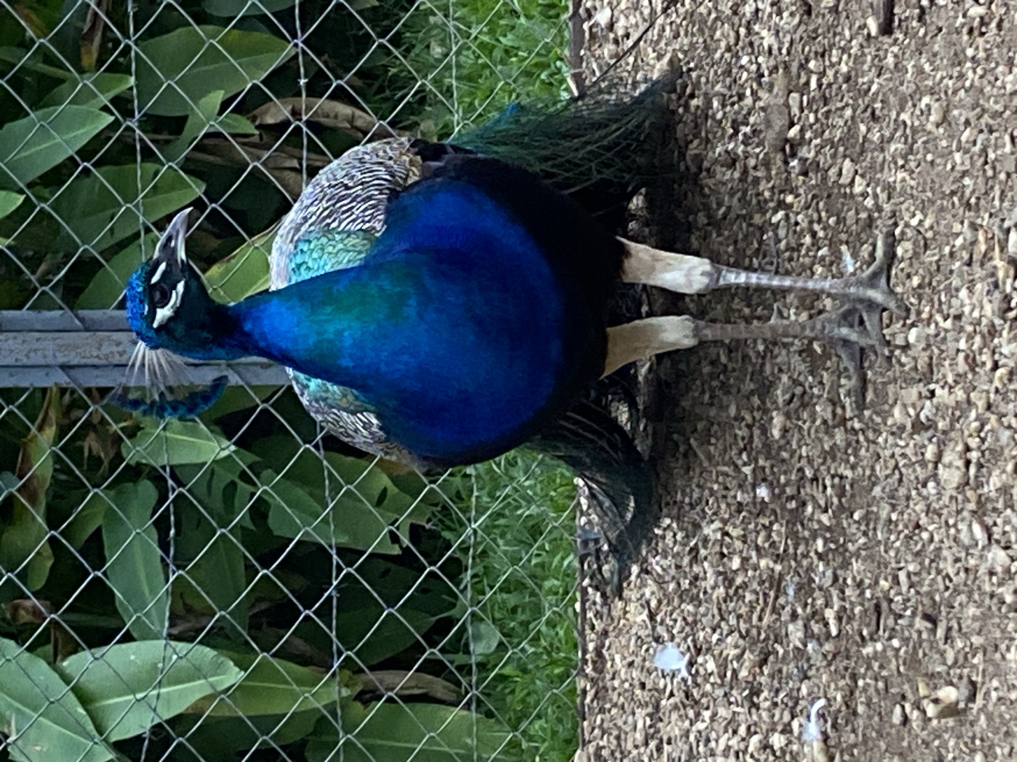 The image captures an Indian Peafowl (*Pavo cristatus*) standing in an outdoor setting in Vallecito, Venezuela. The peacock is positioned in the foreground and mid-ground, with its head and neck oriented towards the left side of the frame. Its vibrant plumage features iridescent blue and teal on its head, neck, and chest, contrasting with a patterned, scaled appearance of lighter blues, greens, and browns on its back. White markings are visible around its dark eyes, and a small, fan-like crest adorns its head.
The bird's sturdy, light-colored legs and feet are visible on the ground, which consists of light brown gravel or small stones. A chain-link fence runs horizontally across the image, separating the peacock from a verdant background of lush green foliage and various plants. The lighting suggests it is daytime, possibly with overcast conditions or the area being shaded, as there are no harsh shadows, allowing for clear visibility of the bird and its surroundings. The peacock appears to be in a static pose, simply standing, and no specific activity or event is taking place. There is no visible text in the media file.