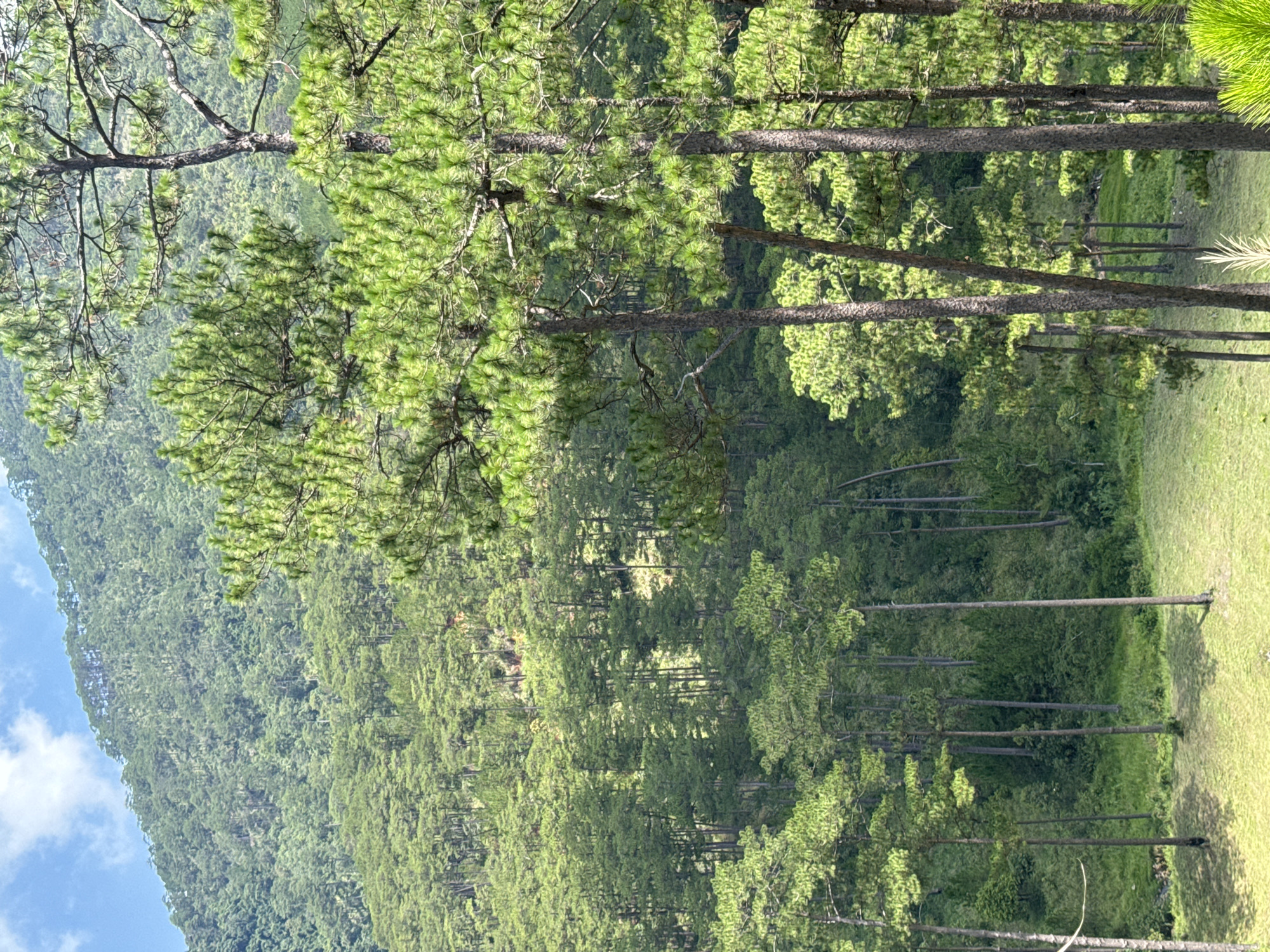 The image depicts a forested landscape, possibly in Hiep Thanh, Vietnam. The foreground features tall trees with green foliage, casting shadows on the ground. A grassy area with scattered trees extends beyond the immediate tree line. In the background, a mountainside covered in dense vegetation is visible. A portion of the sky, appearing blue with white clouds, can be seen in the upper left corner of the image.