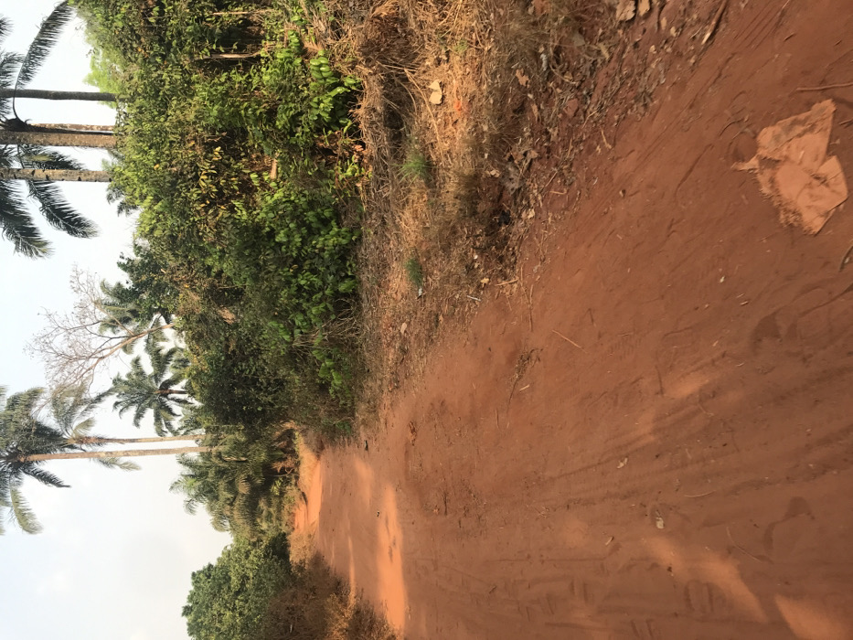 This media file presents a landscape scene from Ogodo, Nigeria, dominated by a reddish-brown dirt path or road. The path occupies the lower and central part of the image, showing distinct tire tracks embedded in the lateritic soil, suggesting regular passage of vehicles or bicycles.
The road is flanked on both sides by dense, verdant vegetation. Numerous palm trees, characterized by their tall, slender trunks and large fronds, are prominently visible, particularly on the left side of the path. Interspersed with the lush greenery are some trees with bare, skeletal branches, which might indicate a specific tree species or the effects of a dry season. The undergrowth bordering the path is a mix of green foliage and dry grasses, with some scattered debris like fallen leaves and a light-colored piece of paper or plastic on the ground near the edge of the road.
The sky, visible through the canopy and in the upper portions of the image, is bright and clear, suggesting daytime with sunny weather. Sunlight casts soft shadows on the road surface. There are no people, animals, or specific activities depicted in the scene, conveying a sense of quiet natural or semi-rural environment. No visible text is present.