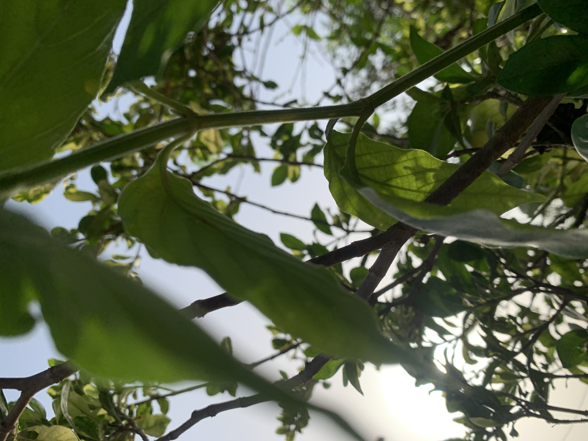 The image shows a close-up view of leaves and branches from a tree or bush in Ikorodu, Nigeria. The leaves are predominantly green and appear to be in various states of development. Some are large and prominent, while others are smaller and more subtle. The branches are varying shades of brown and are seen crisscrossing among the leaves. The sky is visible in the background, suggesting that the photograph was taken outdoors during the day, the sky color being a bright shade of light blue.