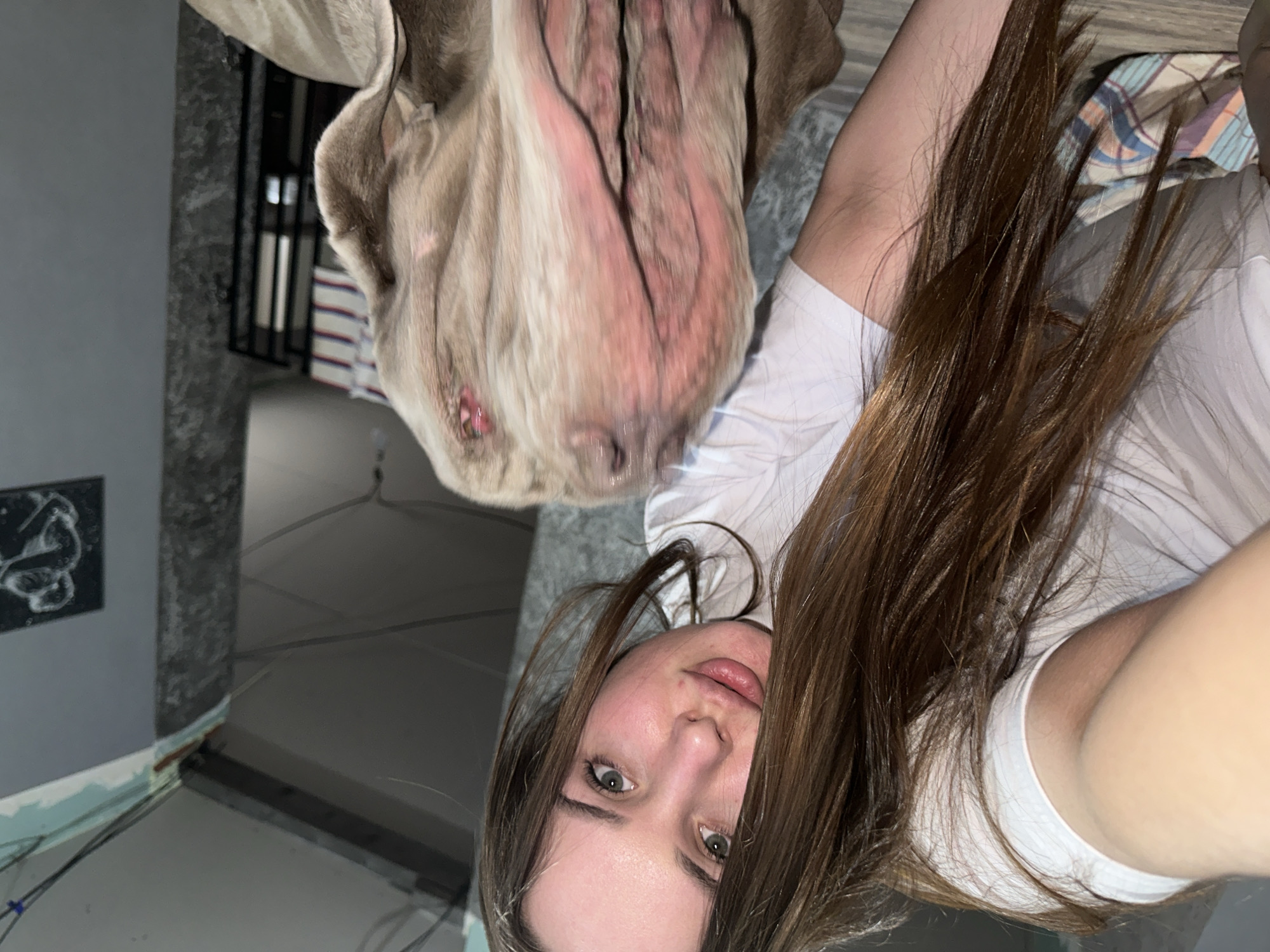 This image, taken in Pirogovo, Russia, captures a close-up, selfie-style shot of a young woman with her dog in an indoor setting. The woman is positioned on the left side of the frame, looking directly at the camera with a neutral to slightly smiling expression. She has fair skin, light-colored eyes, and long, straight brown hair that falls across her chest. She is wearing a white t-shirt.
Above and slightly to her right, a large dog, likely a Weimaraner or similar breed with a light gray coat and floppy ears, is playfully hanging upside down. Its muzzle, revealing pink gums and some teeth, is prominent as it looks downwards into the frame, creating a curious or affectionate interaction with the woman.
The background indicates a domestic environment. To the left, a grey wall features a small black-framed artwork with white, abstract lines. Below this, there's a light blue trim or paint near the floor, where several wires are visible. In the mid-ground, a dark, vertical structure, possibly a metal railing or gate, can be seen. Further back, a patterned blanket or fabric with white, red, and blue stripes is partially visible. The lighting is soft and consistent with an interior space. The overall scene conveys a casual and intimate moment between the pet and its owner. There is no visible text in the image.
