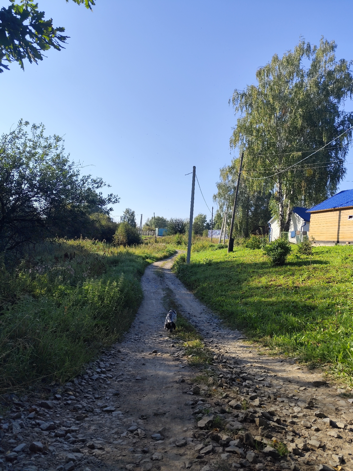 The image depicts a sunlit, rural scene in Barlaksky, Russia. A dirt road, strewn with gravel and stones, winds through a landscape of lush green grass and trees. On the right side of the road, two houses with bright blue roofs are visible, one painted yellow and the other white with a blue trim. A tall birch tree stands prominently behind the houses, its branches reaching towards the clear blue sky. In the foreground, a small, grey and white dog is walking away from the camera down the dirt path. The overall impression is one of a peaceful, rural summer day.