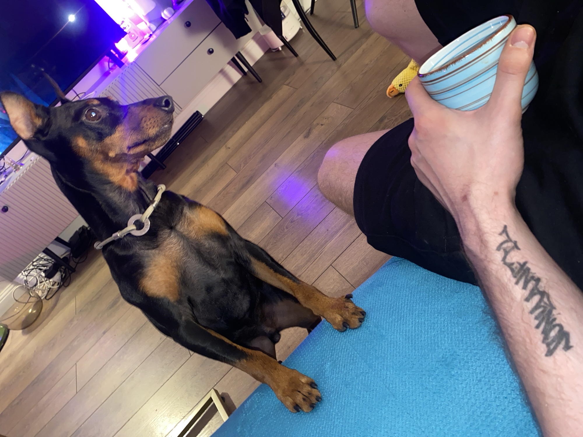 A black and tan Miniature Pinscher stands on a wooden floor, looking to the left. The dog wears a silver ring collar. In the background, there is a white dresser with blue and purple lighting. A person's arm, with a tattoo on the forearm, is visible in the lower right of the frame, holding a light blue striped bowl. The setting appears to be an indoor residential environment, possibly an apartment. No specific location in Moscow, Russia, can be determined from the visual information provided.