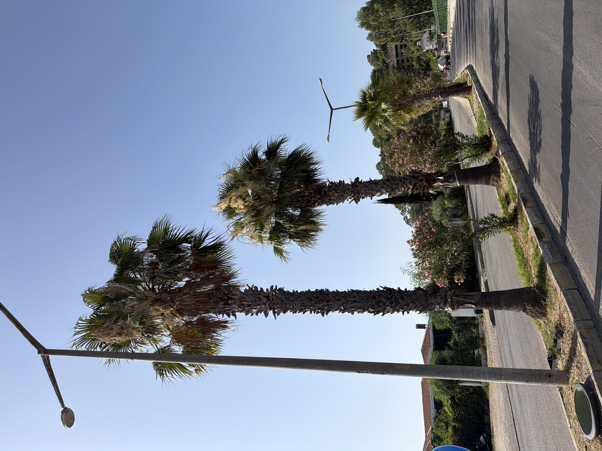 A sunny day in Kemer, Turkey, features a street lined with palm trees and lush vegetation. A concrete lamppost stands tall on the left side of the image, casting a shadow across the asphalt road. Several palm trees, with their distinctive textured trunks, are visible, some adorned with flowering pink bushes. The road curves gently to the right, leading towards a distant treeline and buildings nestled amongst the foliage. The sky is a clear, bright blue.
