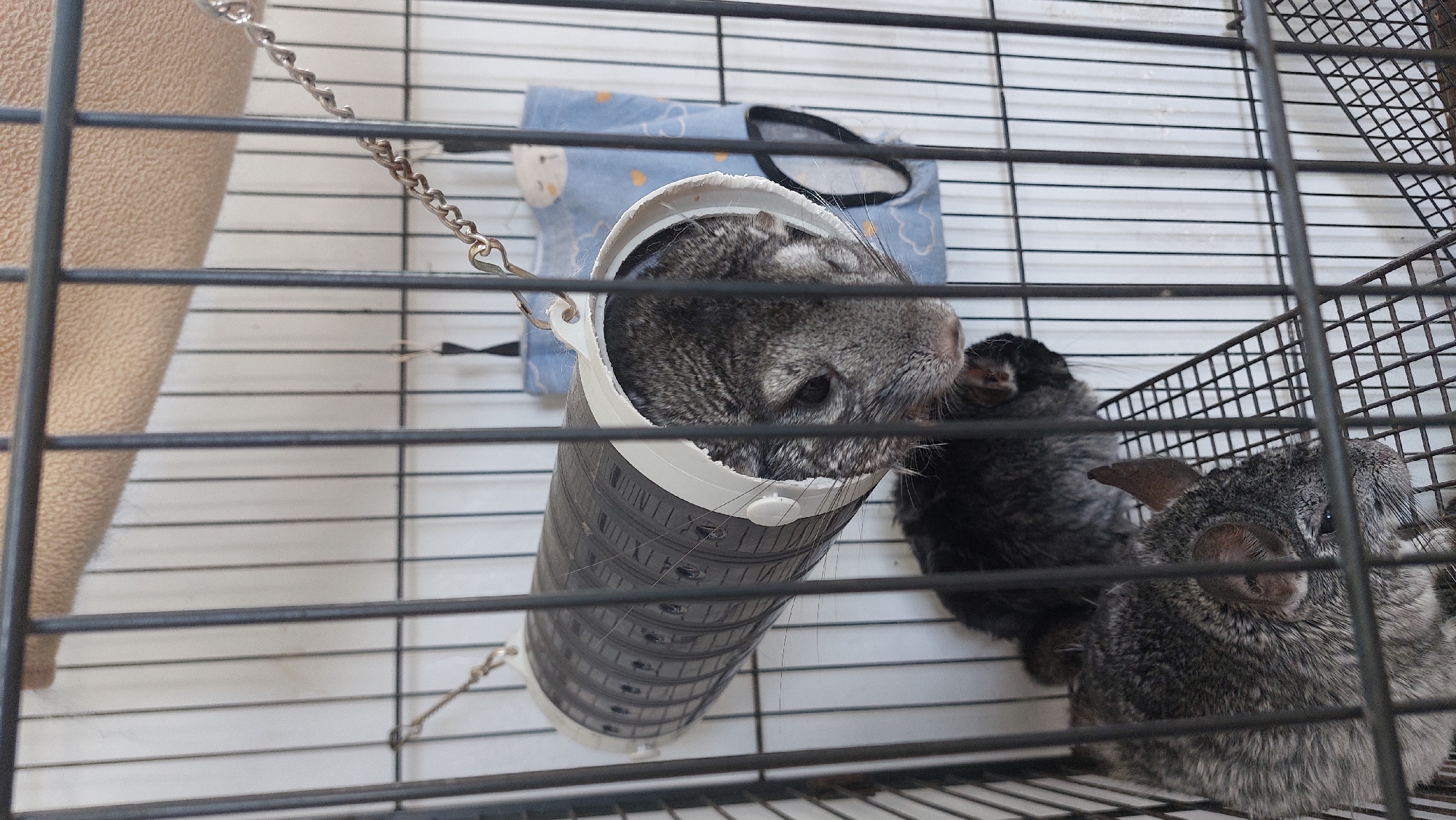 In an indoor cage, two chinchillas are visible. One chinchilla, with gray and white fur, is partially inside a black and white plastic tube suspended by chains. Its head is facing forward, and its eyes are open. Another chinchilla, with dark gray fur, is nestled behind the first chinchilla, partially obscured. The cage has a metal bar structure and a wire mesh floor. A light tan fabric hammock is attached to the top of the cage. A blue fabric pouch with white cloud patterns hangs on the back wall of the cage. The overall lighting is neutral.