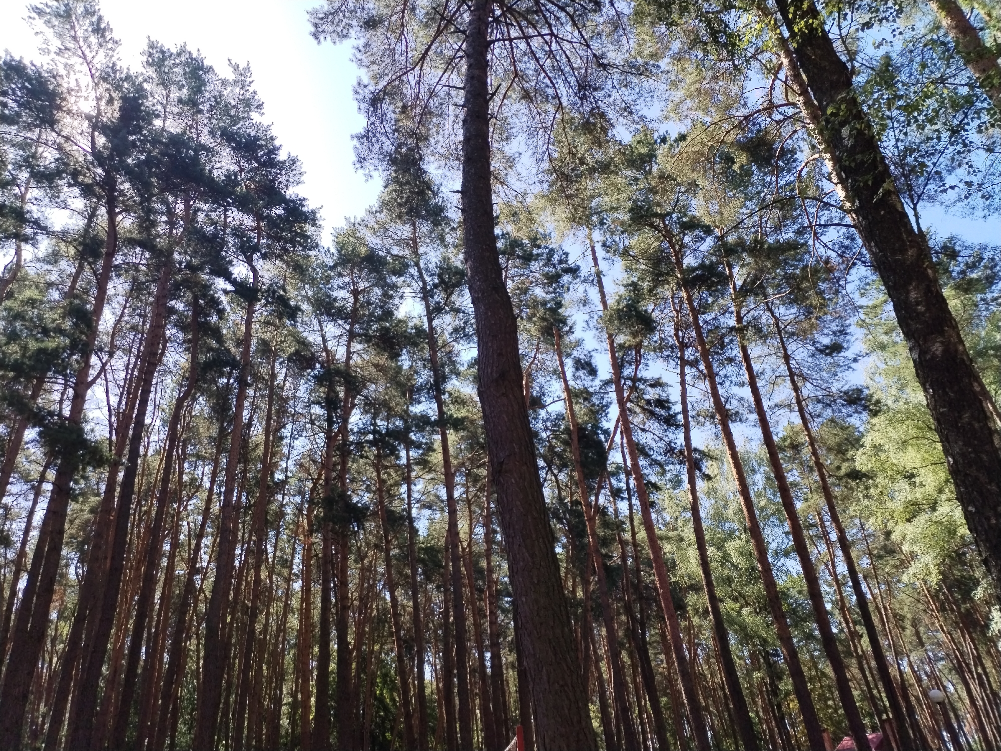 The image depicts a dense forest composed primarily of tall, slender pine trees. The perspective is looking upwards, emphasizing the height and density of the forest canopy against a clear blue sky. Sunlight filters through the branches, creating dappled light and shadows on the tree trunks and forest floor, which is not fully visible. The trees are closely spaced, with numerous straight, brown trunks and dark green needles. The forest appears to be located in a natural, undeveloped area. There are no visible people, animals, or man-made structures, except for what appears to be a small section of a red-tiled roof and a white lamp post visible at the bottom right edge of the frame, suggesting a possible proximity to a dwelling or park area within the Хідрынскі сельскі Савет, Belarus.