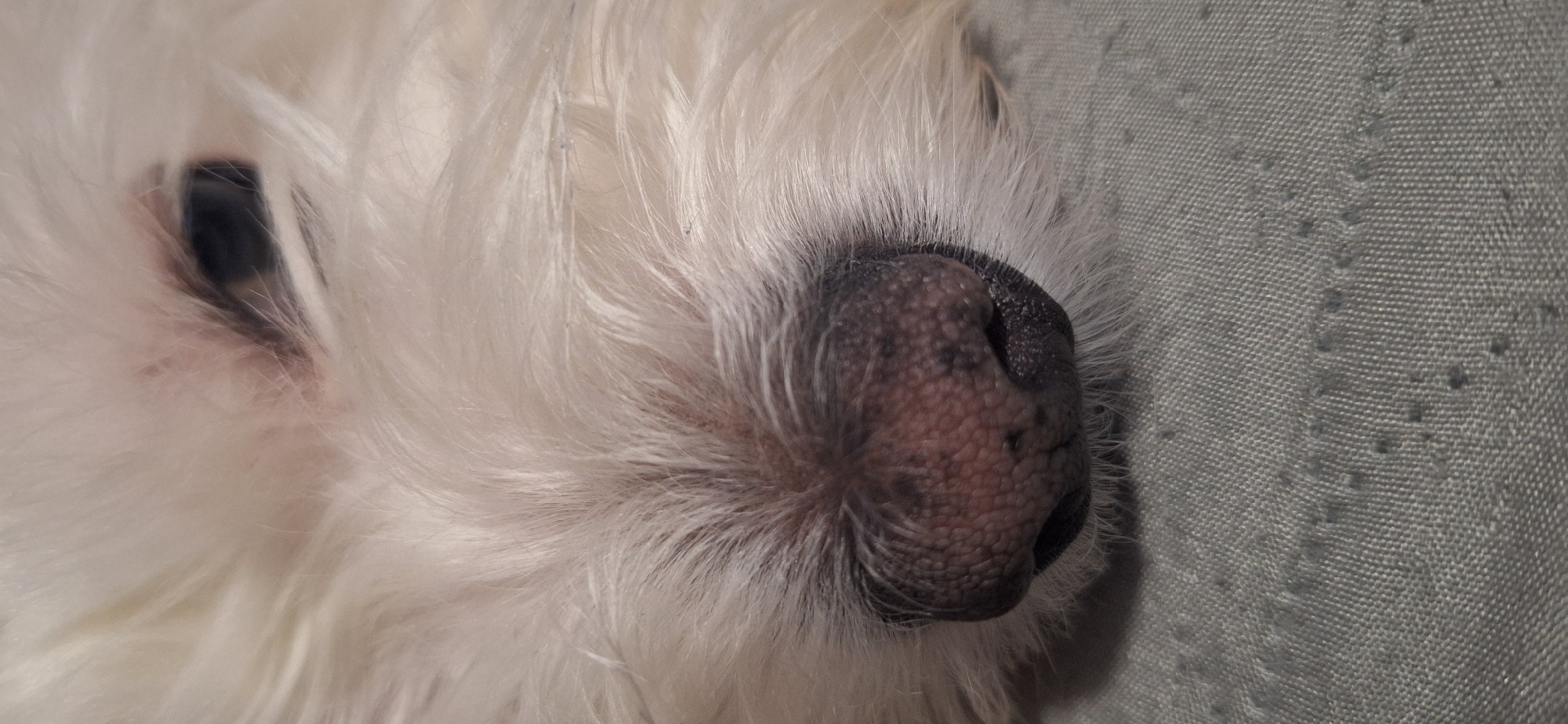 The image shows a close-up of a white dog's face, specifically focusing on its eye and nose. The dog's fur is long and fluffy. The nose is textured and a dark color. The dog is resting on a gray, textured surface. There is no information in the image that relates to the location of Blagoevgrad, Bulgaria.