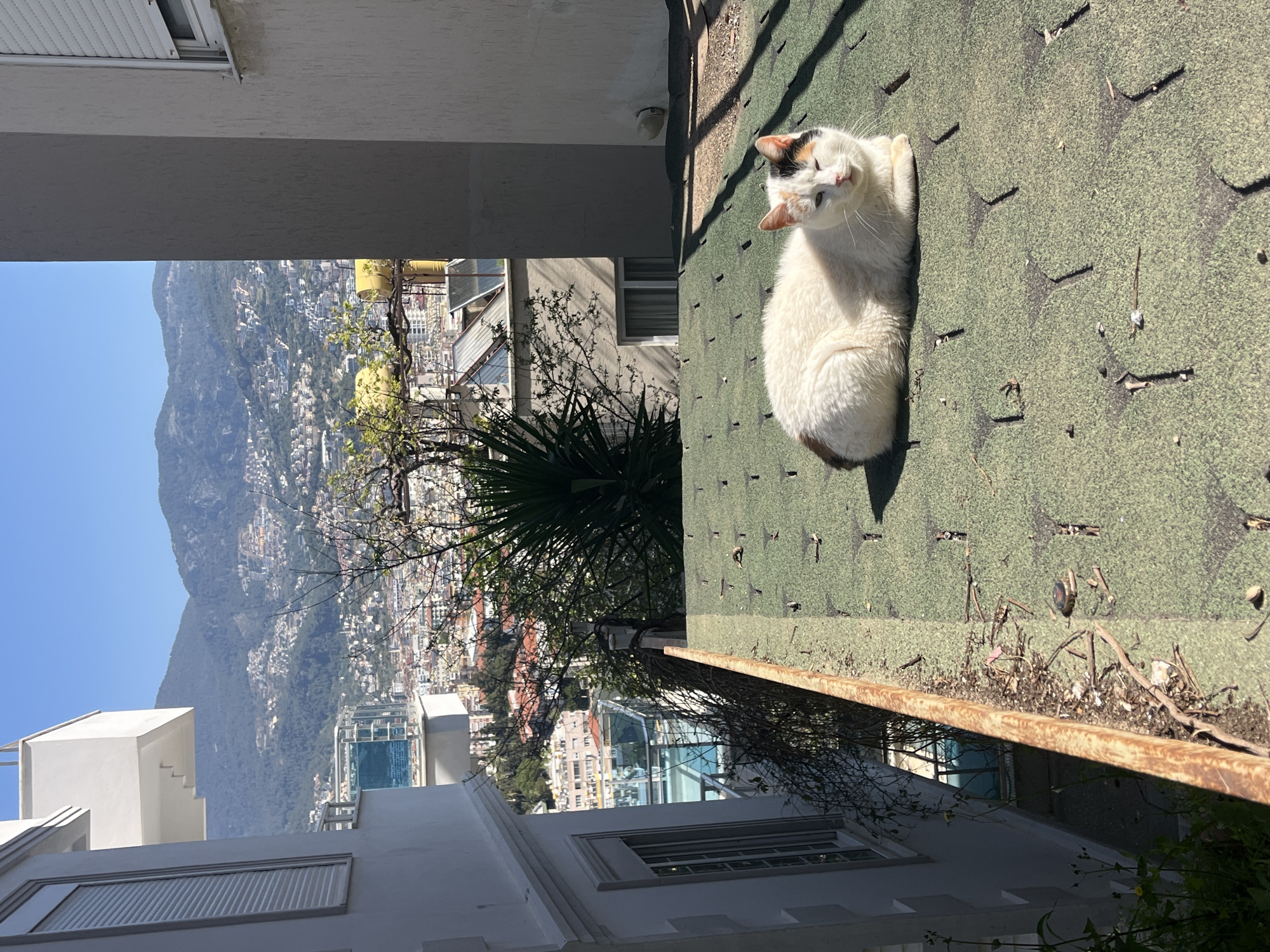 A horizontal, eye-level shot depicts a white cat with dark patches lying on a green roof. The roof appears aged and has a rusty gutter along its edge. A few branches and debris are caught in the gutter. In the background, a cityscape stretches out before a large, forested mountain under a clear blue sky. The architecture includes modern glass buildings and traditional white structures. The photo location is Alanya, Turkey. The cat is oriented toward the left side of the image. The angle creates a perspective where the city and mountain backdrop appear to extend vertically.