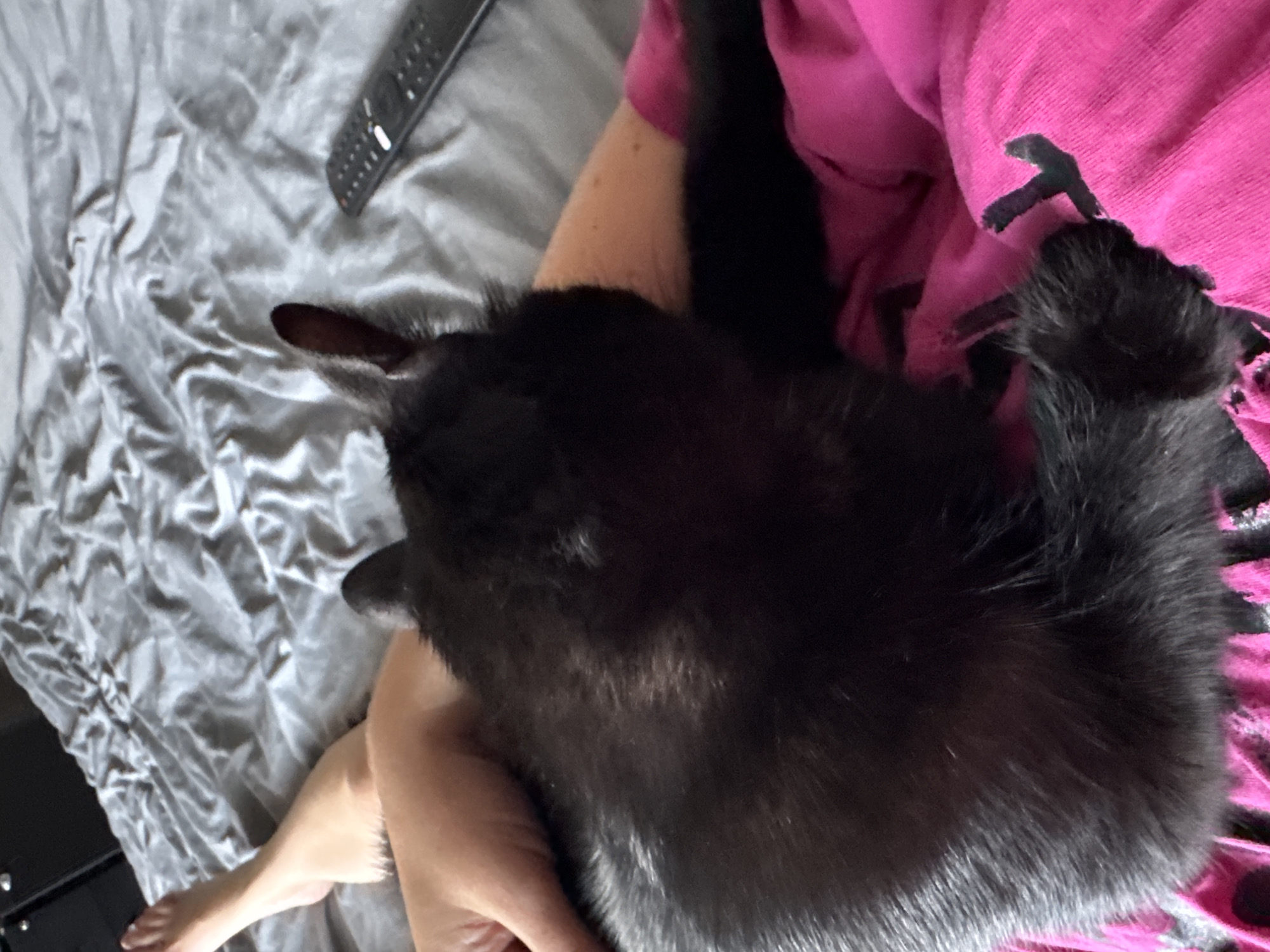 In an indoor setting, a black cat is resting on a person's lap. The person's legs are covered by a pink blanket. The cat is positioned on the person's thigh, with its back facing the camera. The person's feet are visible on the left side of the image, resting on a grey bedspread. A black remote control is on the bedspread to the right of the cat's head. The scene suggests a relaxed, domestic environment.