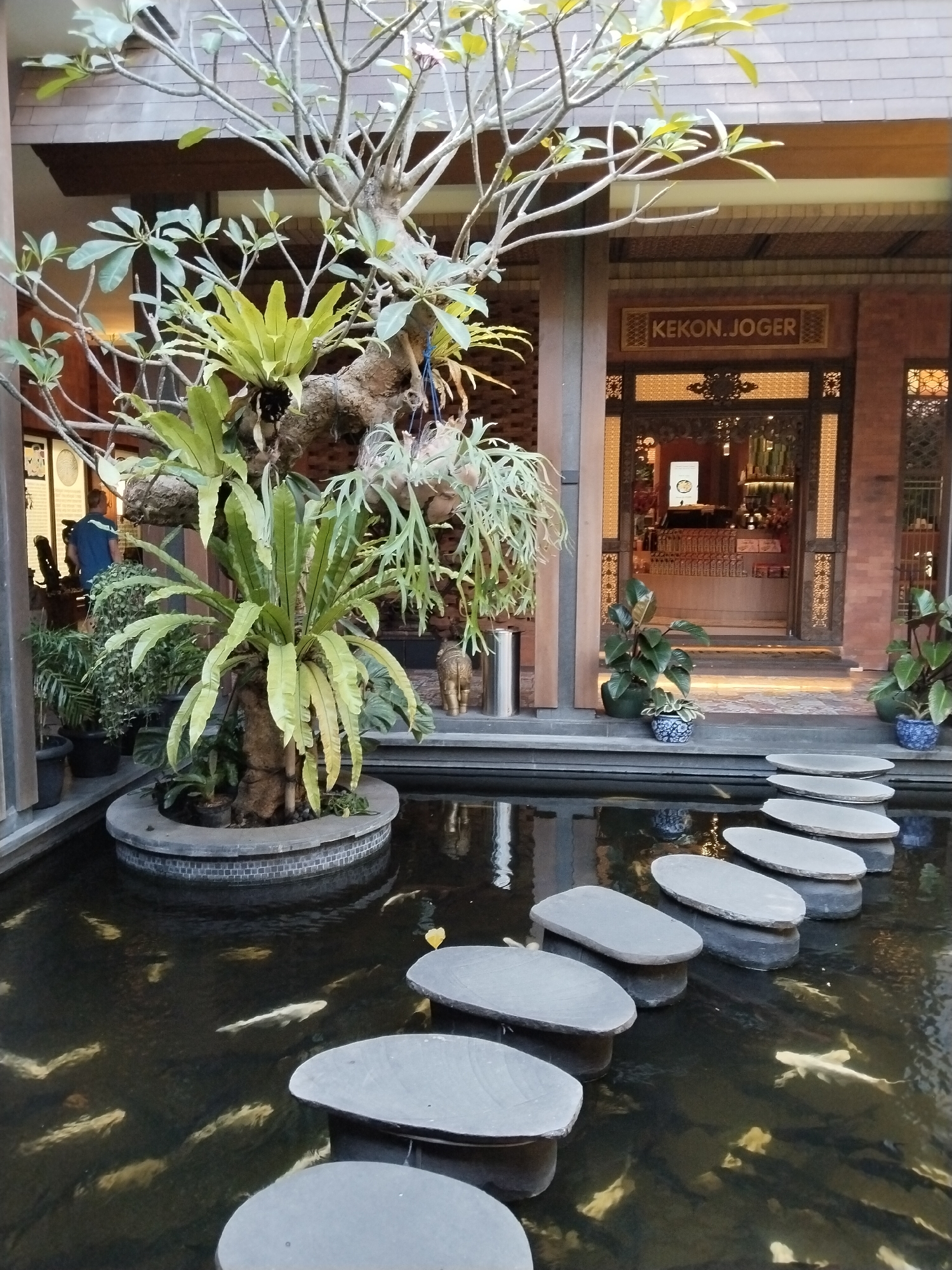 The image shows an outdoor courtyard area in Kuta, Indonesia. In the foreground, a koi pond is visible with several white koi fish swimming in the dark water. Stepping stones, made of gray, flattened oval rocks, are arranged in a staggered line across the pond, leading towards a building.
The building features a traditional Balinese architectural style with dark wooden pillars and decorative carvings. Above the entrance, a sign reads "KEKON.JOGER" in a golden, stylized font within a wooden frame. The entrance itself is a large doorway with intricate wooden fretwork and glass panels, revealing a brightly lit interior that appears to be a shop or restaurant.
In the center of the courtyard, a large tree with bare branches and lush green foliage is planted in a circular stone planter. Several epiphytic plants, such as bird's nest ferns and staghorn ferns, are growing on the tree's branches. More potted plants are placed around the edges of the courtyard.
To the left of the building, a person wearing a blue shirt is partially visible, facing away from the camera and towards the interior of the building. The overall impression is one of a tranquil and aesthetically pleasing space, likely part of a resort or commercial establishment in Kuta.