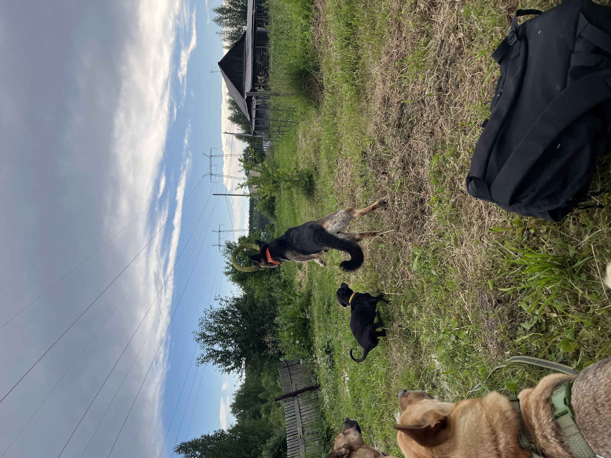 The image shows a grassy outdoor scene, likely in Nizhny Tagil, Russia. The foreground is dominated by the backs of three dogs, two of which are tan and one is dark brown. One of the tan dogs is wearing a green collar and harness. In the middle ground, a large German Shepherd-like dog is playing with a green ring toy. Nearby, a small black puppy is looking towards the German Shepherd.
In the background, there is a rustic wooden fence, lush green vegetation, and trees. A weathered wooden house with a dark roof stands to the left, and power lines and transmission towers are visible against a bright blue sky with scattered white clouds. A black backpack is lying on the grass to the right. The lighting suggests it is daytime, with clear weather. The overall impression is a casual outdoor gathering of dogs and a hint of rural life. There is no visible text in the image.