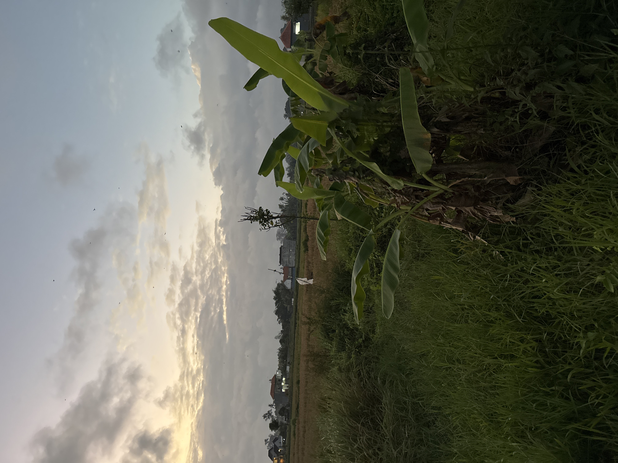 This is a vertical, eye-level, medium shot of a rural landscape in Sukawati, Indonesia, likely taken during the late afternoon or early evening. The sky occupies the left portion of the image, displaying a gradient of light blue to a pale yellow where the sun is setting. Wispy, white clouds are scattered across the sky, some catching the warm light. Small, dark specks, possibly birds, are visible against the sky.
The right side of the image is dominated by lush green vegetation, including large, broad banana leaves in the foreground and dense grass. Behind the vegetation, a field of dry, harvested rice paddies stretches into the distance, with some stubble still visible. A few buildings, likely houses and possibly some small structures or stalls, are scattered along the edge of the rice fields. One building in the mid-ground has a bright light on. The overall atmosphere is serene and peaceful, with a sense of rural tranquility. The time of day is suggested by the soft, diffused light and the colors in the sky. There is no visible text in the image.