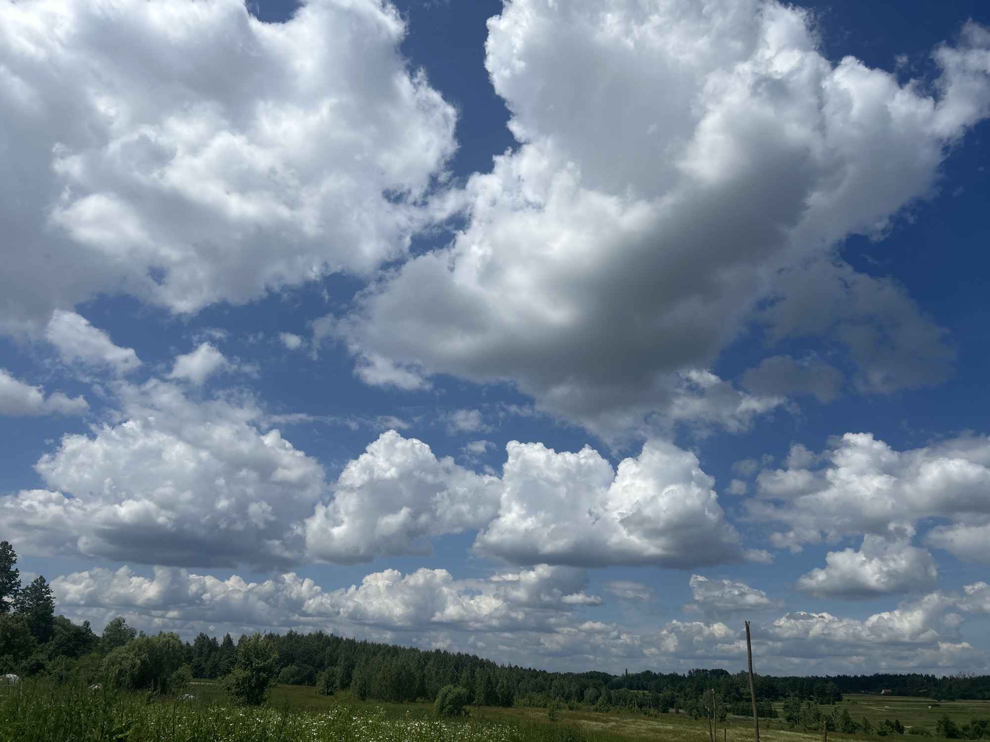 The image depicts a landscape scene in the village of Vyshevychi, Ukraine, on a bright, partially cloudy day. The sky is a vibrant blue, dotted with numerous white cumulus clouds of varying sizes and densities, some appearing fluffy and others more diffused.
Below the sky, a dense line of green trees forms a horizon across the middle of the frame. These trees appear to be a mix of deciduous and coniferous varieties, creating a varied texture. In front of the tree line, a grassy field stretches out, interspersed with patches of taller grass and small white wildflowers. The field appears somewhat unkempt, suggesting a natural or semi-wild environment.
In the foreground, the grass is taller and greener, with some visible stalks and white flowers. The lighting suggests it is midday or early afternoon, with the sun casting shadows that are not heavily pronounced. There are no visible people or animals in the image, nor are there any distinct structures apart from a single thin wooden post visible in the right-hand side of the frame, which might be part of a fence or marking. The overall impression is one of a rural, natural setting under a dynamic sky.