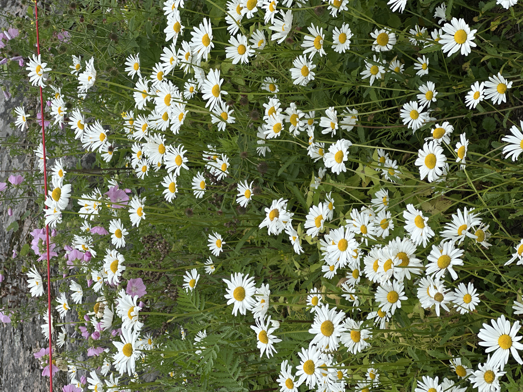 A close-up, vertical shot shows a dense field of white and yellow daisies in bloom. The daisies are at various stages of opening, with some fully bloomed and others still in bud. The flowers are set against a backdrop of green foliage and a rough, grey stone surface at the top of the frame. A thin red line is visible horizontally across the upper portion of the image, dividing the daisies from the stone. The scene is bright and appears to be outdoors during the daytime. The location is not specified.