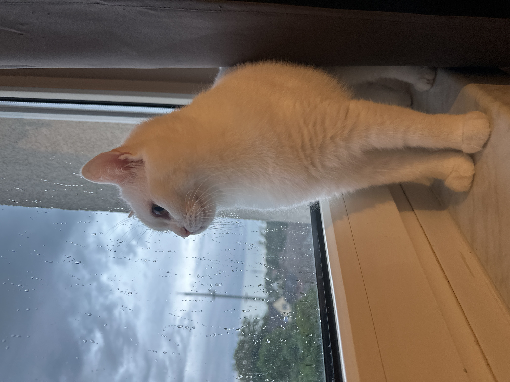 A fluffy white cat is captured looking intently out of a rain-streaked window. The image, rotated 90 degrees clockwise, shows the cat perched on an indoor windowsill, with its head lowered, gazing towards the lower left of the frame. Its pure white fur, pale eyes, and pink nose are prominent, along with its long whiskers. The cat's body, including its front paws resting on the window frame and its hind legs further back on the sill, is visible. Above the cat, a dark, upholstered surface, possibly a couch or a curtain, creates a contrasting backdrop.
The window itself is covered in countless water droplets of varying sizes, indicating a rainy day. Through the wet glass, a blurred outdoor scene is visible, characterized by an overcast, gray sky, and indistinct green foliage from trees. Faint outlines of distant structures can also be discerned through the rain. The overall impression is one of a cozy indoor moment, with the cat observing the gloomy, rainy weather outside in Arzberg, Germany. There is no visible text in the image.