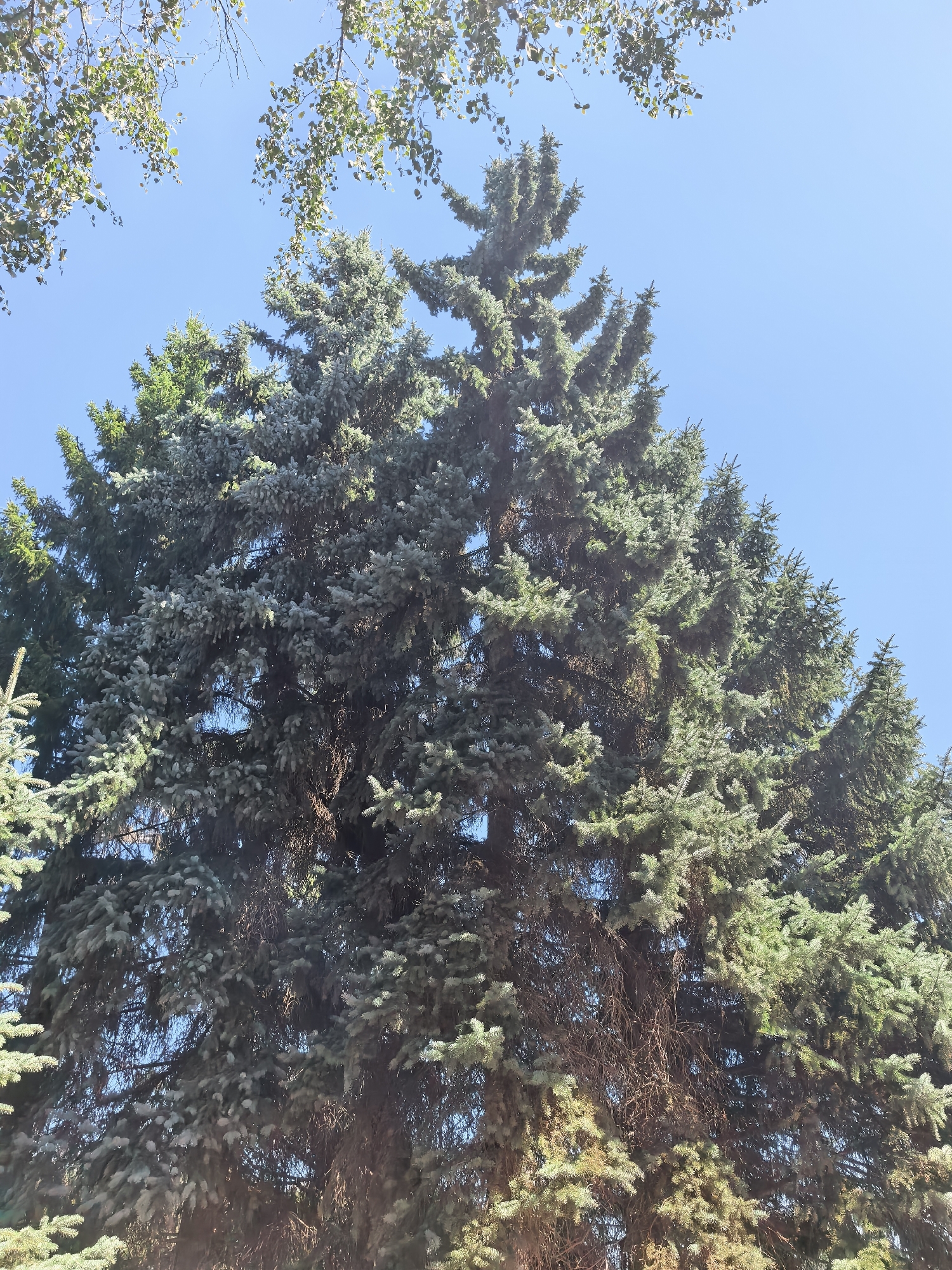 The image shows a view looking up at the tops of several large evergreen trees, likely firs or spruces, with their branches laden with needles. The foliage is a mix of deep green and silvery-blue hues. The sky above is clear and bright blue, with a few sparse green leaves and thin branches from a deciduous tree visible at the very top of the frame. The image captures a close-up, low-angle perspective of the trees, emphasizing their height and density. There are no people or man-made structures visible in the frame. The location of this scene in the city of Sterlitamak, Russia, is not discernible from the image itself, as it lacks any identifying landmarks or context.