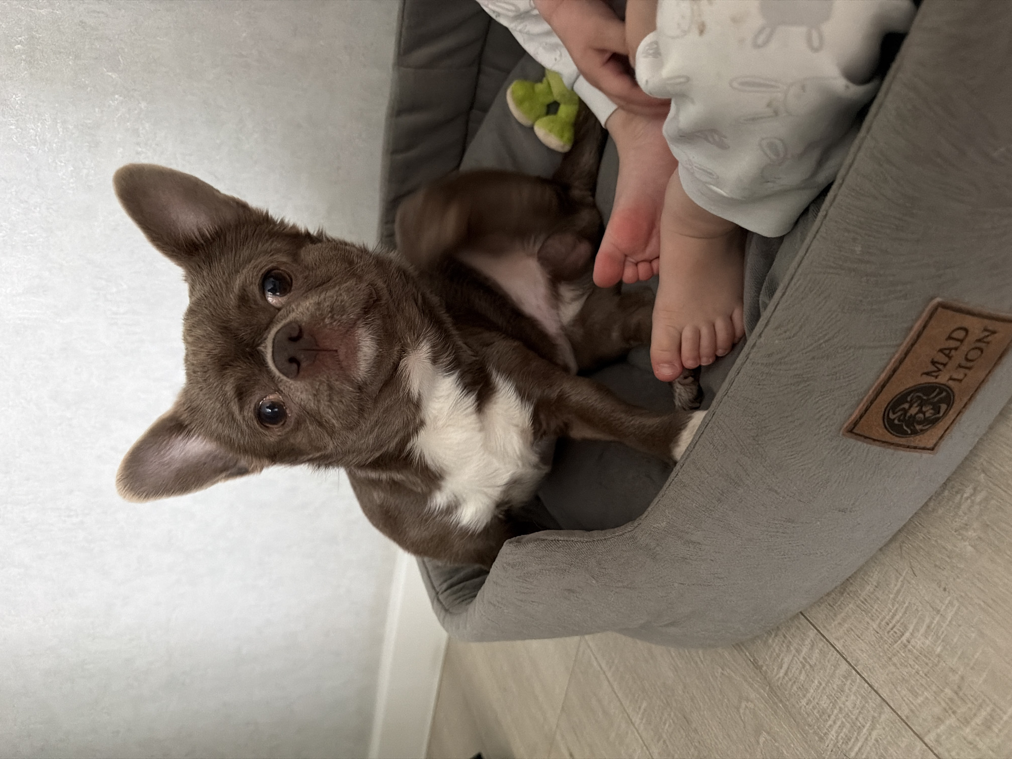 A brown and white chihuahua dog is lying in a gray dog bed, looking up at the camera. A child's feet are visible in the dog bed next to the dog. The bed is on a light-colored wood floor. The dog bed has a "Mad Lion" label on it. The location is indoors, potentially a residence, but there is no indication in the image that would connect it to the city of Votkinsk, Russia.
