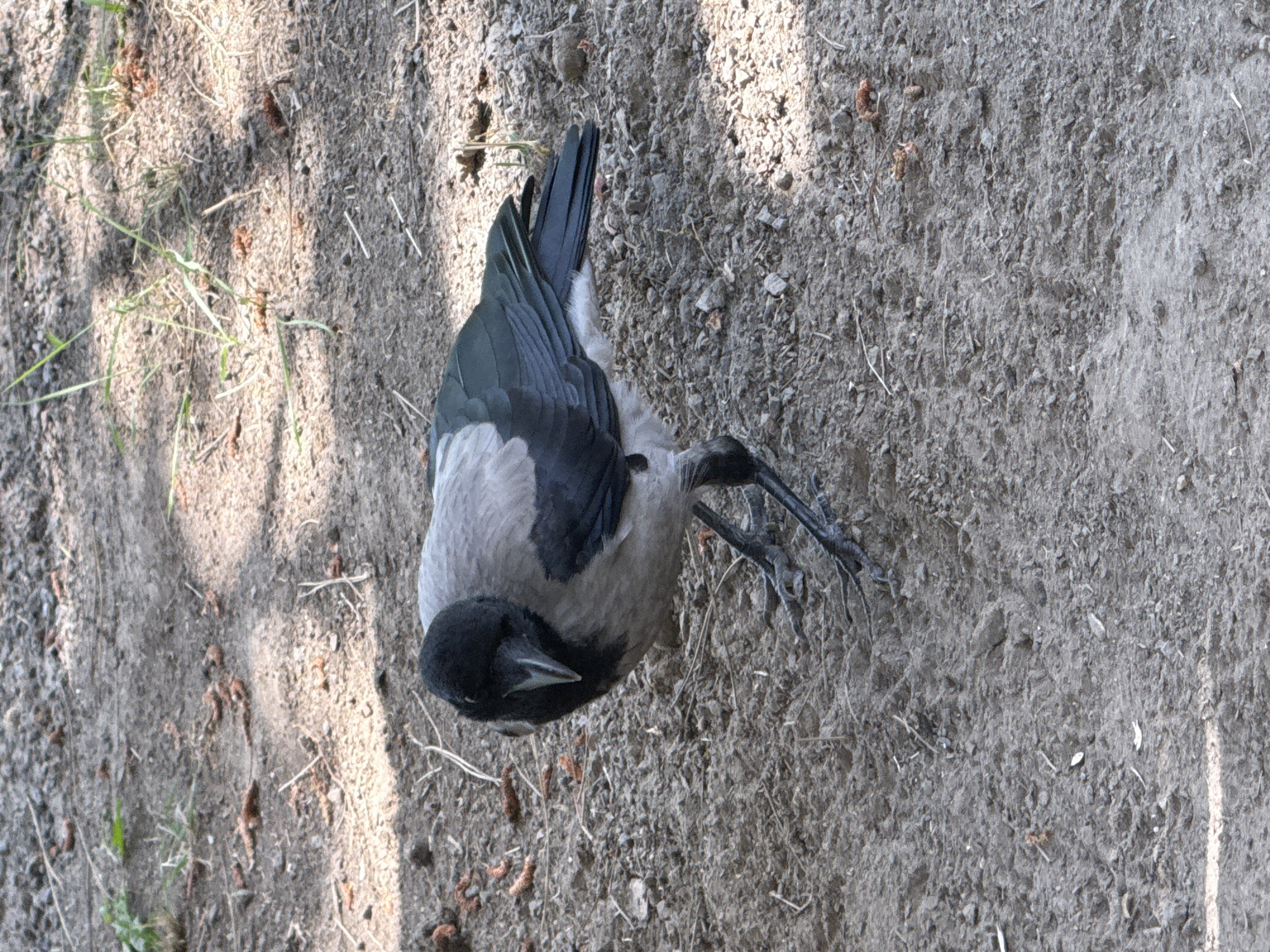 A hooded crow stands on a patch of dry dirt and gravel. The crow is facing left with its head lowered and turned slightly towards the viewer. Its plumage is a mixture of grey and black, with its head and neck being black, its back and wings dark grey and black, and its chest and underbelly a lighter grey. The crow's legs and feet are black and appear to be grasping the ground. The environment is mostly dry soil with small pebbles and sparse patches of dry grass. Shadows from unseen foliage are cast across the ground, indicating it is daytime.