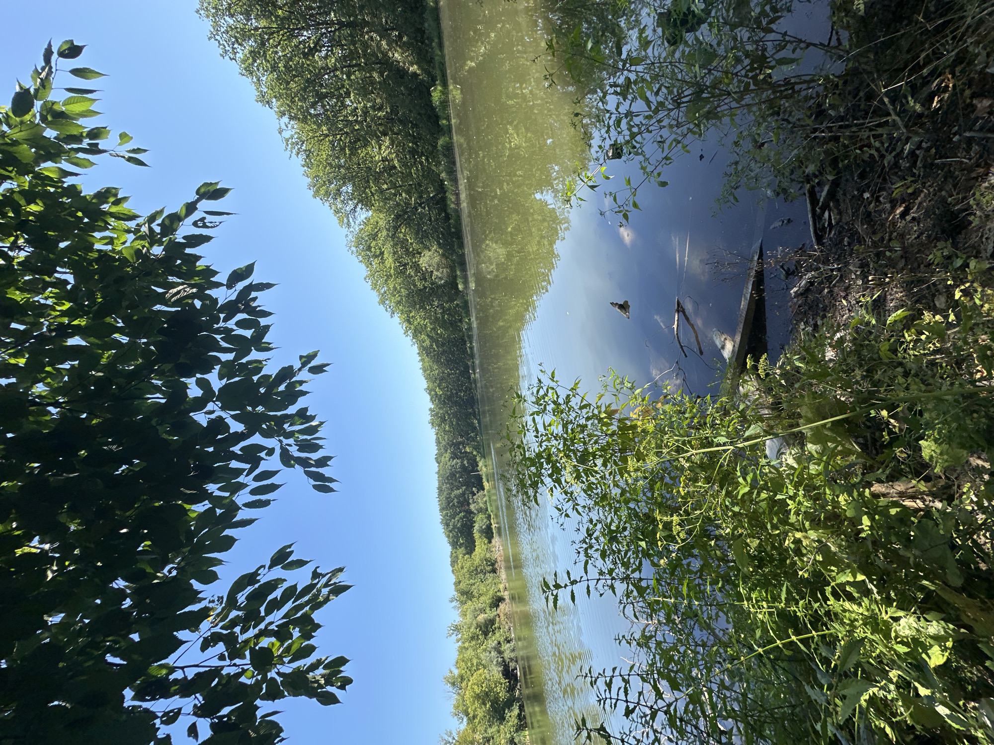 The image depicts a tranquil natural scene along the bank of a body of water, likely a lake or slow-moving river. Overhanging tree branches with green leaves frame the upper portion of the image, casting shadows and creating a sense of dappled light. The water's surface is relatively calm, reflecting the clear blue sky and the dense line of green trees that borders the opposite bank. The foliage on the far bank is lush and appears to be mature woodland. In the foreground, on the right side of the image, there is a thick growth of various green plants and grasses, some with small yellow flowers. The ground appears to be composed of soil, debris, and fallen branches. The overall impression is one of a peaceful, unpopulated natural environment, likely located in a rural or semi-rural area such as the outskirts of Makiv, Ukraine, characterized by its woodlands and water bodies. There are no people or animals visible in the image.