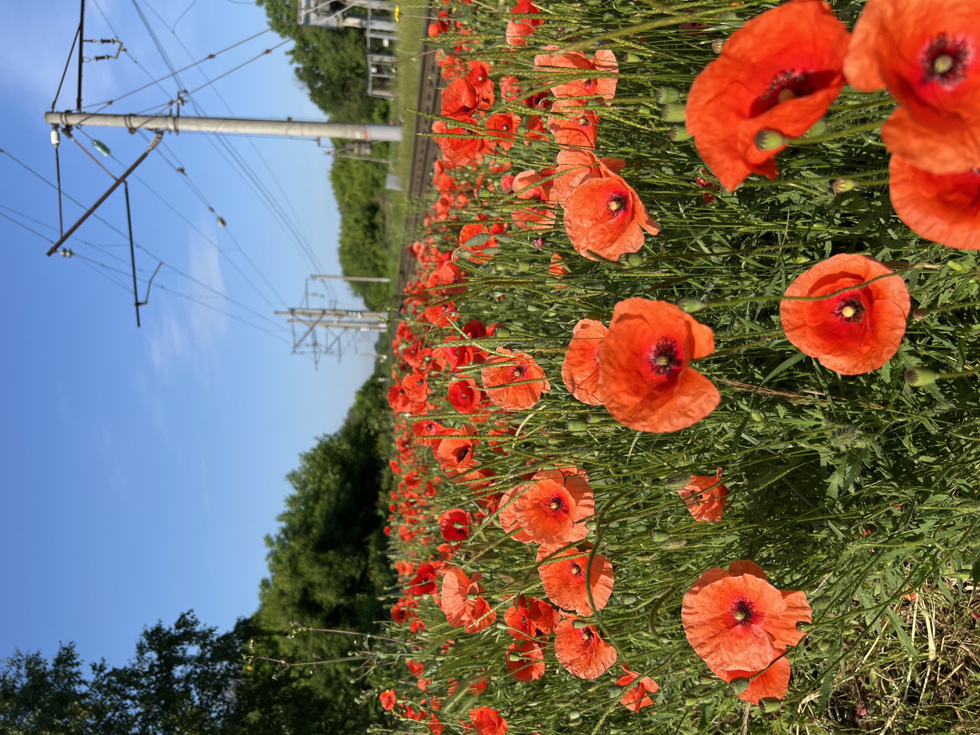 In Plast Univska, Russia, a vibrant field of red poppies blooms under a clear blue sky, interspersed with green grass and foliage. In the background, a set of overhead railway power lines stretches across the landscape, supported by tall poles. The scene is natural and serene, with no people or animals present. The focus is on the colorful flowers and the utility infrastructure that marks the area.