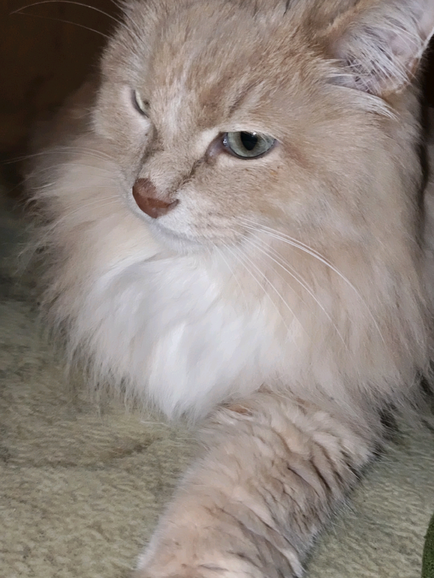 The image shows a close-up of a fluffy, light-colored cat, possibly a Ragdoll or similar breed, with green eyes and a pink nose. The cat is lying down on a textured, light green surface that appears to be a blanket or carpet. The cat's fur is light cream and white, with some subtle variations in tone. Its eyes are partially closed, giving it a relaxed or contemplative expression. The background is dark and out of focus, suggesting the cat is indoors. There are no people or other animals visible. The image does not provide any information that would allow for its location to be determined to a specific city like Chaikovsky, Russia, or any other city.