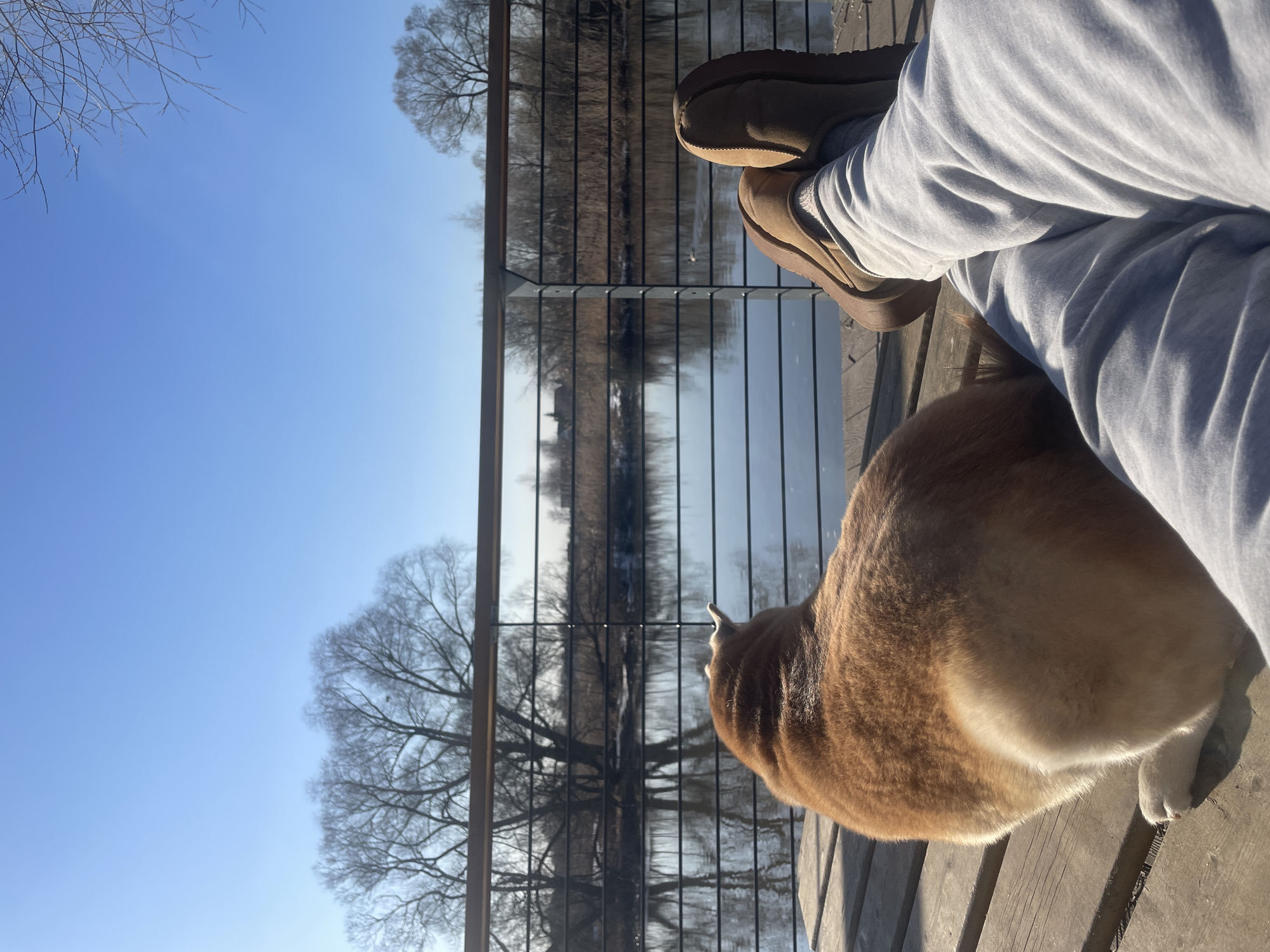 A sunny day on a wooden deck near a body of water. A person wearing grey sweatpants and brown shoes sits with their legs crossed. An orange and white cat sits beside them, its attention focused on something beyond a fence that borders the deck. Beyond the fence is a water body, reflecting the clear blue sky and bare trees on the opposite bank. The location is Fabriki 1 maya, Russia.