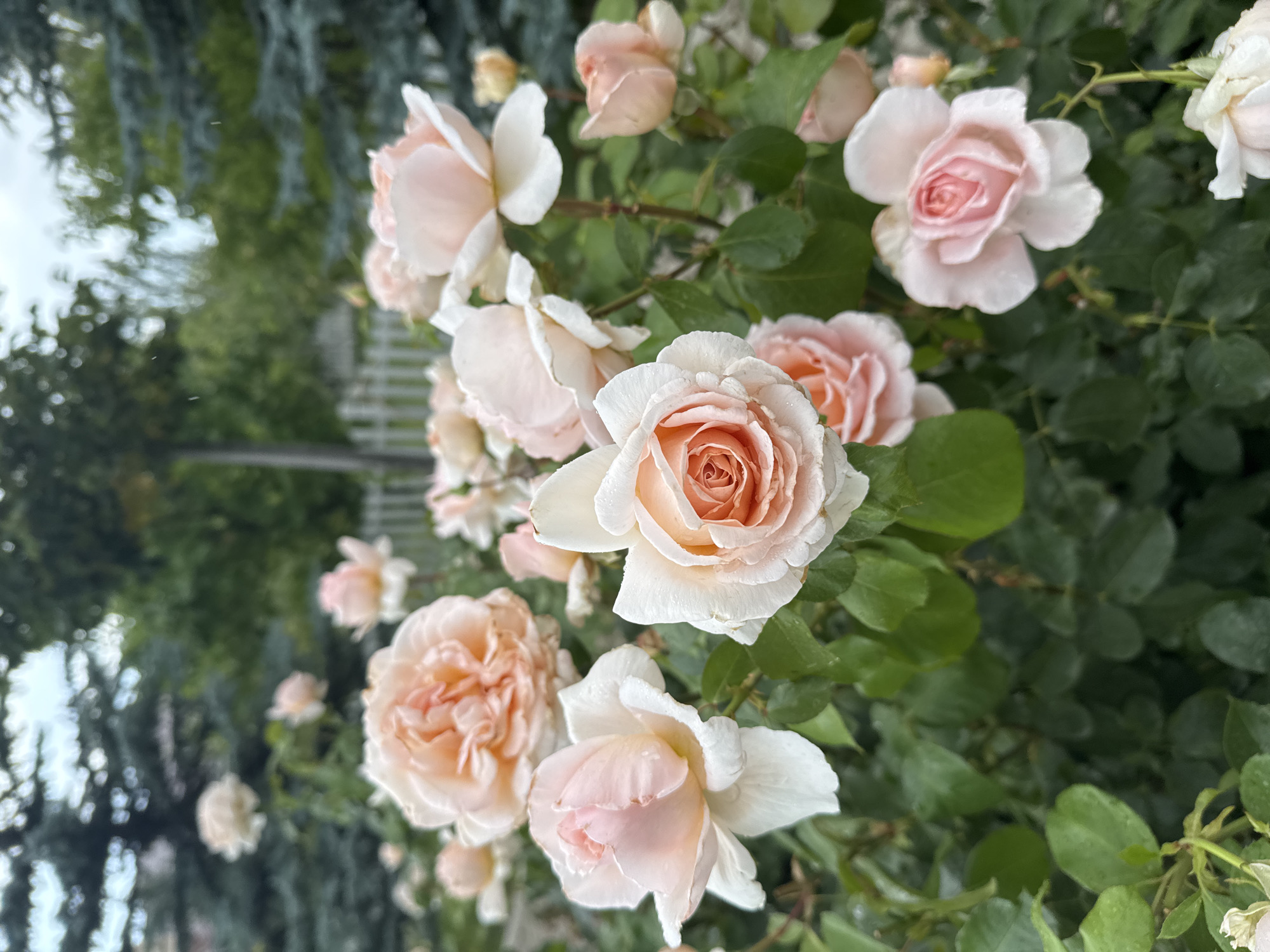 The image shows a close-up view of a cluster of pale pink and peach roses with dew drops on their petals. The roses are in various stages of bloom, with some fully open and others still in bud. They are surrounded by lush green leaves and thorny stems. In the background, out of focus, are dark green evergreen trees, a white picket fence, and a hint of a building. The sky is overcast, suggesting it might be raining or has recently rained, as indicated by the water droplets on the flowers and leaves. The overall impression is a serene garden setting. The scene is likely a private garden or a park in Sary-Oy, Kyrgyzstan, a resort town located on the northern shore of Lake Issyk-Kul. There are no people or animals visible in the image.