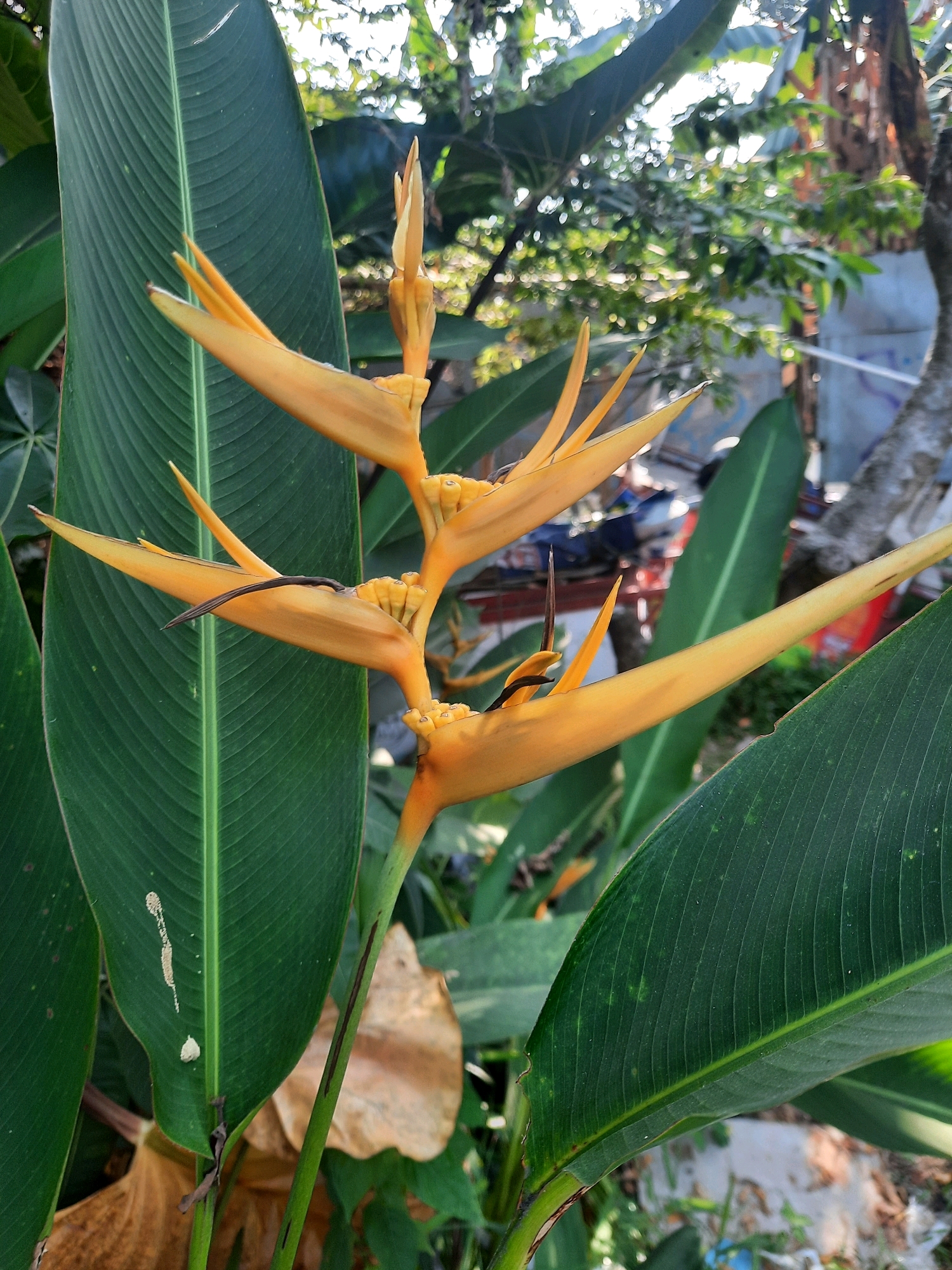 In Babakan Madang, Indonesia, a close-up shot captures a vibrant yellow heliconia flower in full bloom. The flower is positioned in the center of the frame, with its distinctive boat-shaped bracts and delicate petals unfurling towards the sunlight. Surrounding the flower are large, lush green leaves, their prominent veins adding texture and depth to the composition. The background is softly blurred, revealing a hint of foliage, trees, and an indistinct outdoor setting, suggesting the plant is growing in a natural or semi-natural environment. The lighting suggests it is daytime, with the sun casting a gentle glow on the scene.