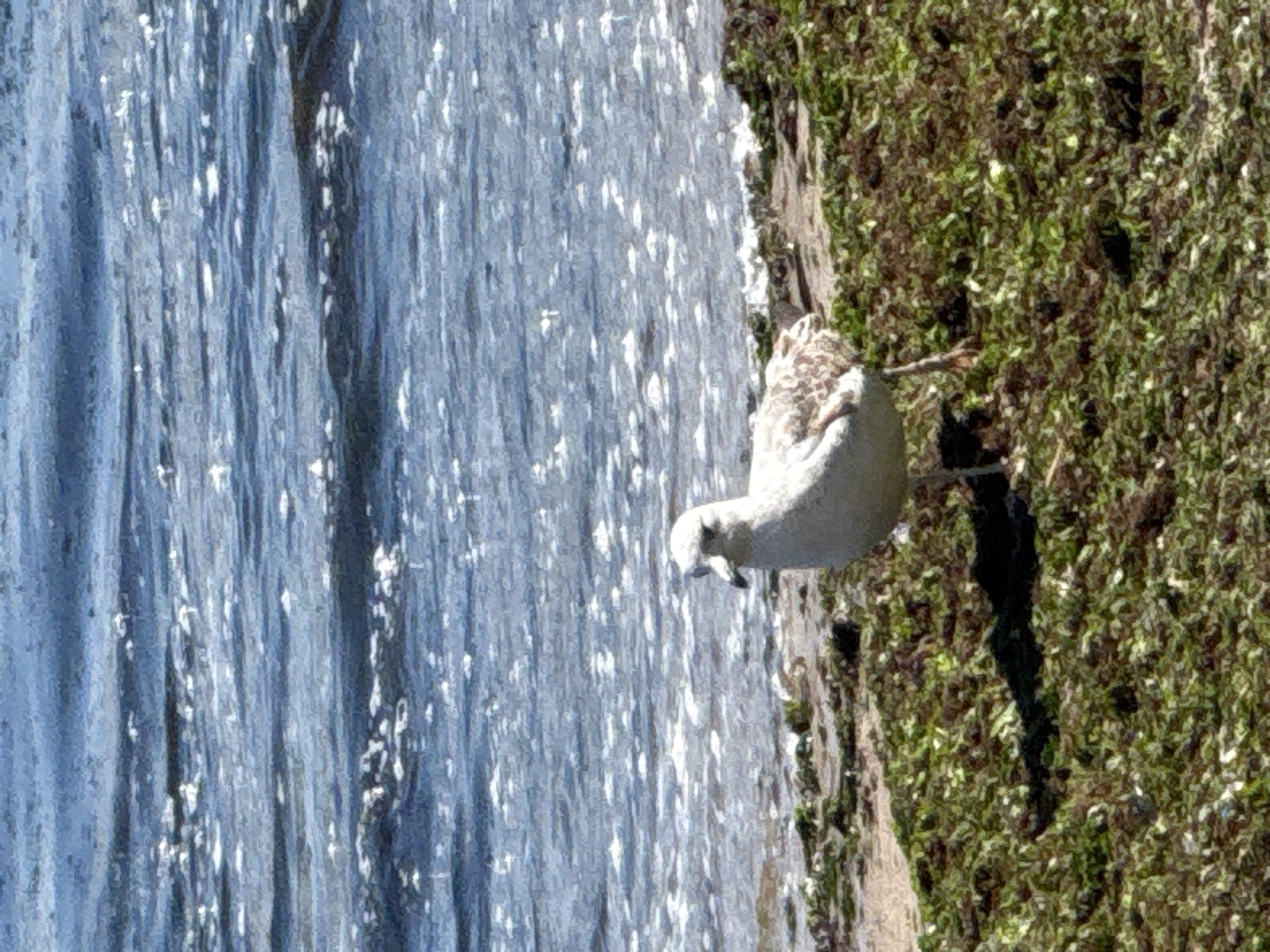 A bright, sunlit outdoor scene features a single bird, likely a gull, standing on a green, vegetated shoreline next to a body of water. The image is oriented vertically with the water on the left and the land on the right. The bird, predominantly white with speckled light brown feathers on its back and wings, stands on the mossy ground, facing left and looking downwards. The shoreline is covered in a dense carpet of green vegetation, with some darker patches of earth visible. To the left, a large expanse of water reflects numerous bright, shimmering streaks of sunlight, indicating a clear, sunny day. The water surface shows subtle ripples. No human subjects or discernible text are visible. The setting appears to be a tranquil natural environment, consistent with a coastal or lakeside area in Varna, Bulgaria.