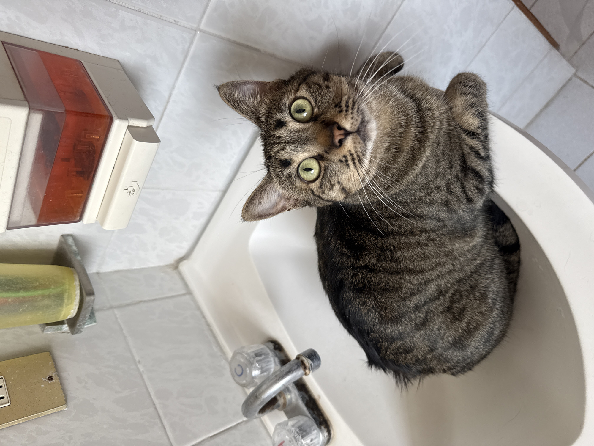 A medium shot, taken from above, features a tabby cat seated in a white sink. The cat is positioned in the lower-right quadrant of the image, tilting its head upward to look at the camera. To the left of the sink is a tiled wall with a wall-mounted soap dispenser, an electric outlet, and a clear plastic bottle. The scene is contained within a bathroom setting. The location in Puebla, Mexico cannot be determined from the image.