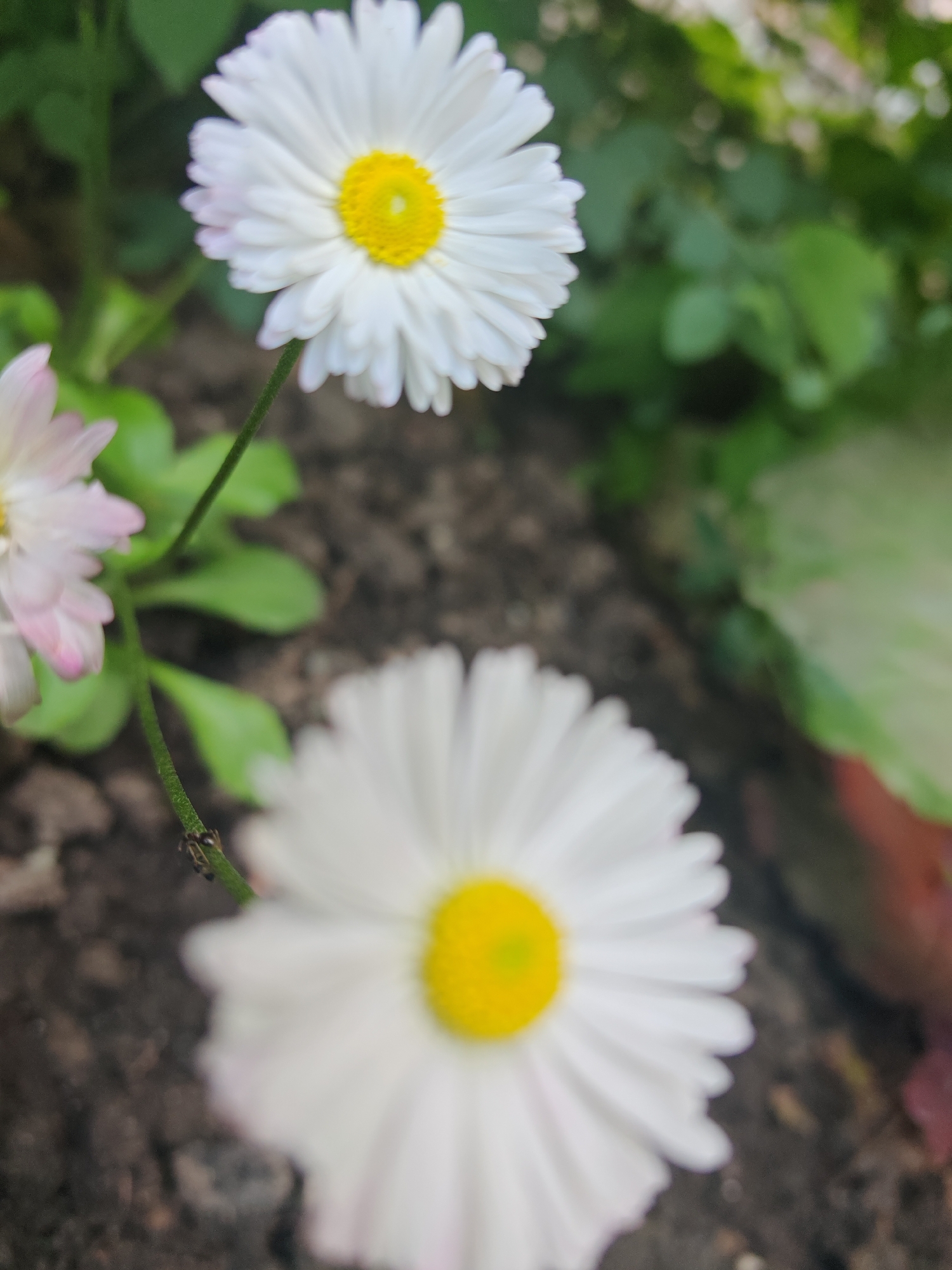 In the foreground of the image, a close-up of two white daisies with yellow centers is visible. The daisy on the right is more in focus, with its white petals radiating outward. The daisy on the left is slightly out of focus and appears to have a hint of pink on its petals. A thin green stem connects the daisies, and a small insect, possibly a spider or ant, is perched on the stem. The background is blurred, showing dark soil and green foliage. The lighting suggests it is daytime, with soft natural light illuminating the flowers. There are no people or buildings visible in the scene, indicating an outdoor, natural setting.