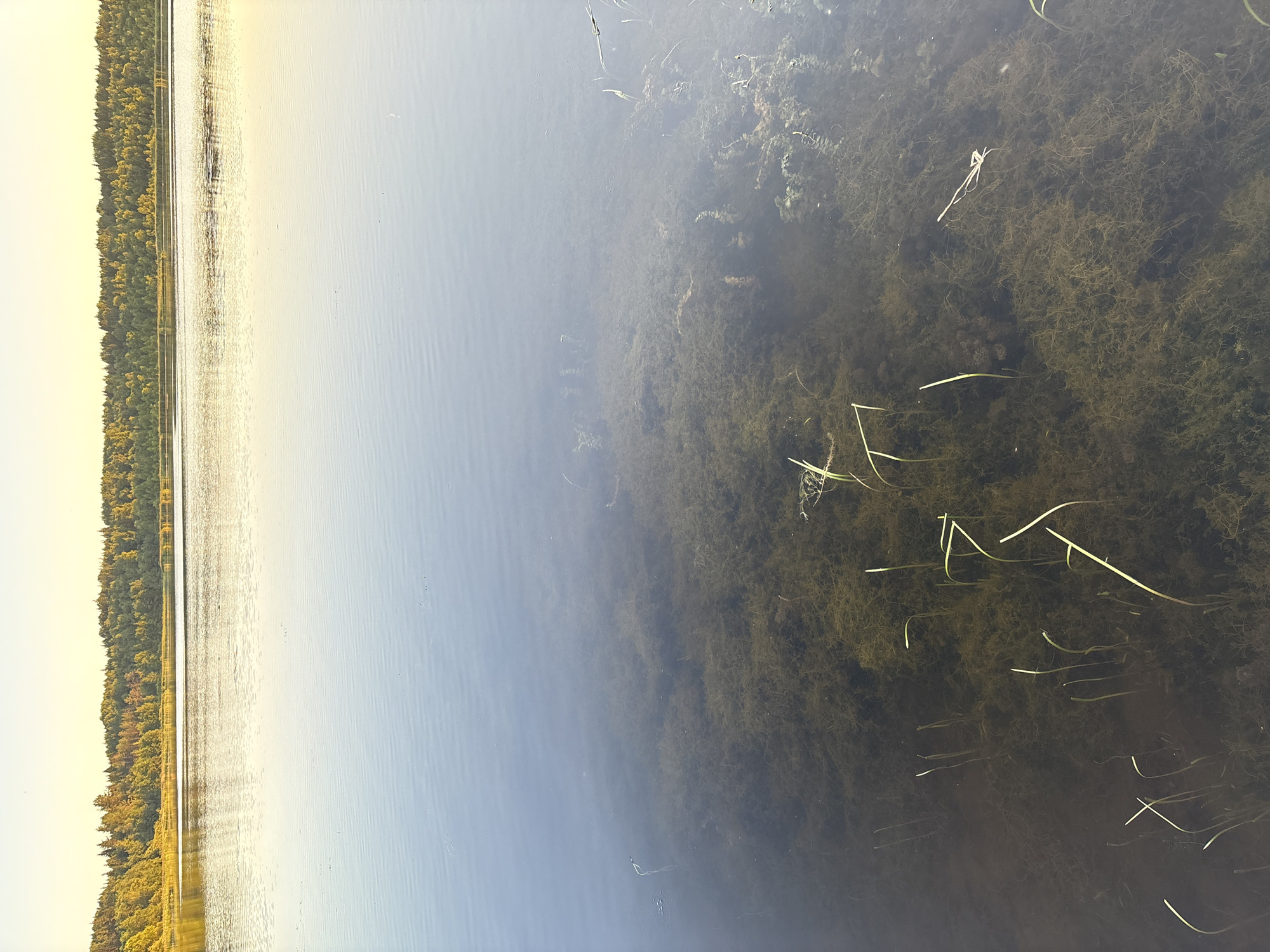 The image captures a serene lake scene in Chikino, Russia. The foreground shows the clear, shallow water of the lake, revealing a dense bed of submerged aquatic plants and reeds. The sunlight filters through the water, illuminating the underwater vegetation. The middle ground is dominated by the calm, reflective surface of the lake, with subtle ripples. In the background, a lush, green forest stretches along the horizon, its dense foliage reflecting the soft glow of the setting sun. The sky above is a pale yellow, indicating either dawn or dusk. No people or animals are visible in the frame.