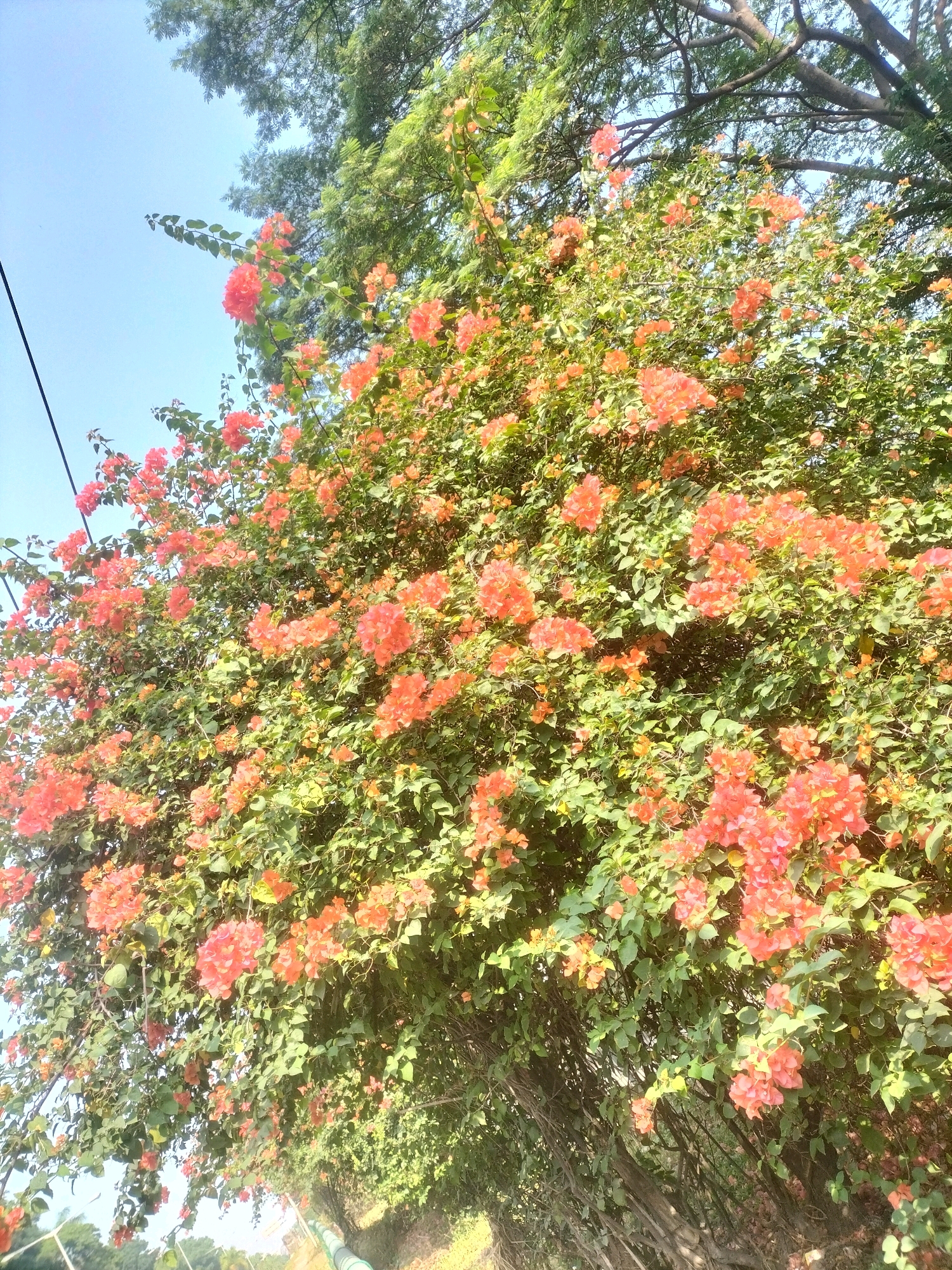 This is a full, outdoor, eye-level, vertical shot of a bougainvillea bush laden with coral pink flowers. The bush fills most of the frame, with branches and green leaves partially obscuring the bright blue sky and parts of a mature tree with dense green foliage in the upper left and upper right corners of the image. The lighting suggests it is daytime. The scene is located in an unspecified urban environment, possibly a park or roadside, as indicated by the presence of a utility line in the background.