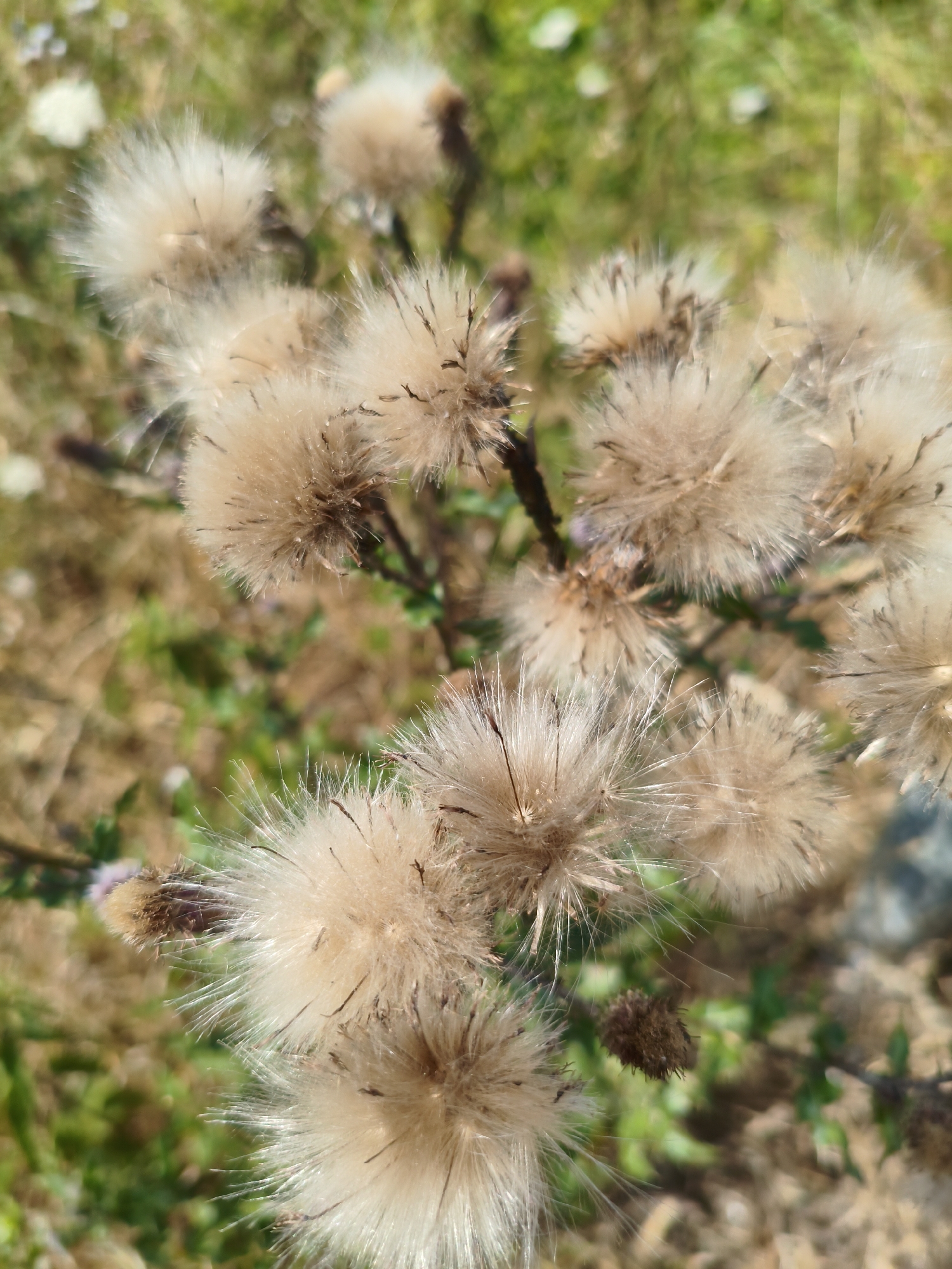 The image shows a close-up, top-down view of a cluster of dried thistle seed heads. The seed heads are spherical and fluffy, with many fine, feathery hairs in shades of beige and light brown. Some darker, spiky structures are visible within the fluff, likely remnants of the flower. The background is out of focus, displaying a mix of dry, brownish-yellow vegetation and patches of green foliage, suggesting an outdoor environment. The lighting is natural and appears to be daylight, casting subtle shadows. The scene is devoid of any human presence or activity. Based on the typical flora and environments of Rushcliffe, United Kingdom, this image could have been taken in a park, field, or roadside verge within the borough.