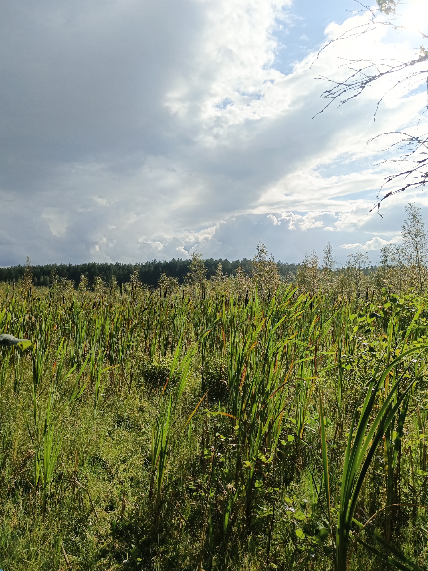 The image depicts a natural landscape with tall reeds and grasses dominating the foreground. In the background, a dense forest stretches across the horizon under a dramatic sky filled with both dark, ominous clouds and bright patches of sunlight breaking through. A bare tree branch is visible in the upper right corner, silhouetted against the sky. The scene appears to be a marshy or wetland area, likely located in or around Парэцкі сельскі Савет, Belarus, given the characteristic vegetation and woodland typical of the region. There are no people or animals visible in the image.