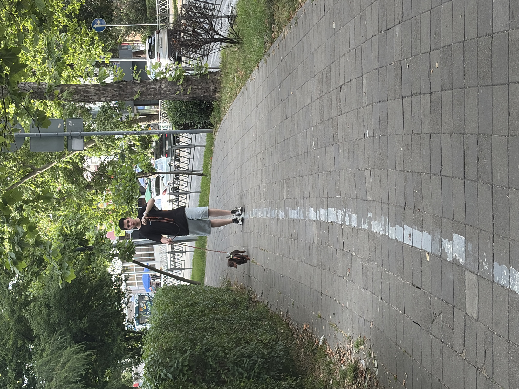 A young man with dark hair, wearing a black t-shirt and light-colored shorts, walks a dachshund on a leash along a paved sidewalk in a city. The dog is brown and appears to be a wire-haired dachshund. The man is holding the leash in his right hand. The sidewalk is made of gray rectangular pavers, with a white painted line running down the middle of it. To the left of the sidewalk is a dense green hedge, and beyond that, trees and buildings. To the right of the sidewalk is a grassy area, a metal fence, and a street with cars driving on it. The overall scene suggests a typical urban environment in Sochi, Russia, with the presence of trees and lush greenery indicating a potentially warm climate. The lighting suggests it is daytime.