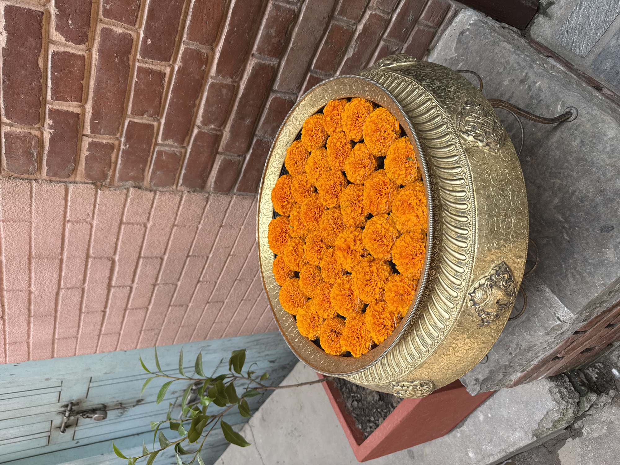 A high-angle medium shot shows a gold-colored metal bowl filled with vibrant orange marigolds. The bowl is positioned on a rough, concrete step, possibly a doorstep. The surrounding environment suggests an outdoor setting, with a wall of red bricks on the left and a small green plant with thin branches and leaves emerging from a red pot in the lower part of the image. A blue wooden door is partially visible in the lower left corner. This image was taken in the city of Bhaktapur, Nepal.
