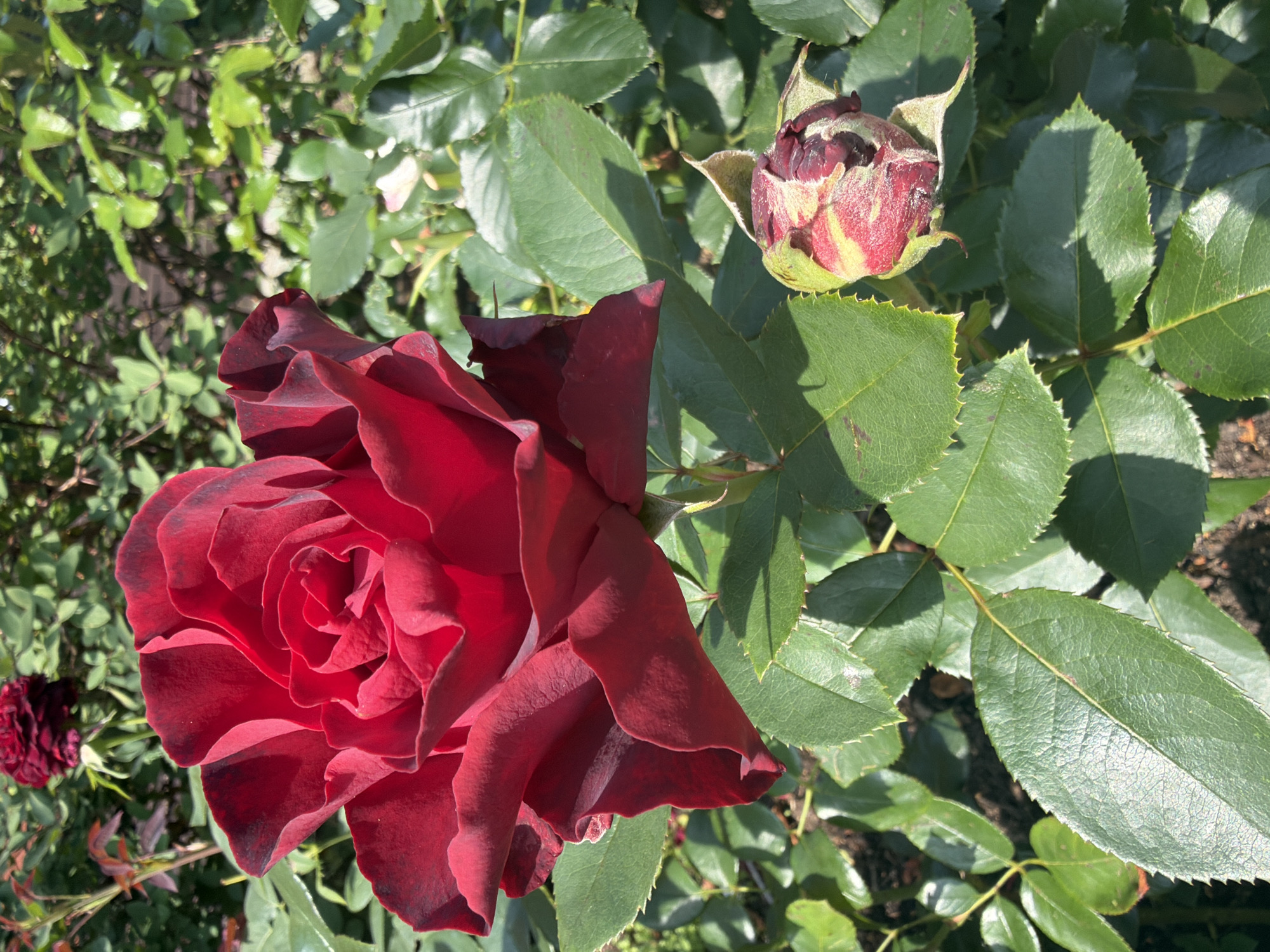 A close-up, high-angle shot captures a large, dark red rose in full bloom. Its petals are unfurling, revealing a complex spiral center. The rose is surrounded by lush, green rose leaves, some of which are shaded by the bloom. In the lower right of the frame, a rosebud, partially green and partially red, is visible. In the background, out of focus, more greenery and another dark red rose can be seen. The scene appears to be in a garden setting. The location is identified as Ladushkin, Russia.