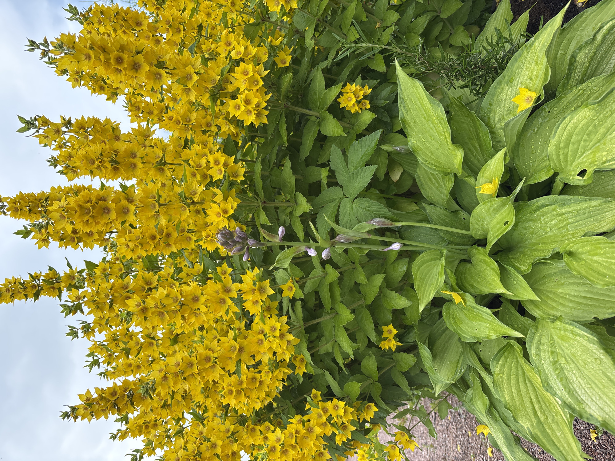 This media file features a close-up view of a garden scene in Kiskelovo, Russia. The primary subjects are two types of plants: a tall, dense cluster of bright yellow flowers, likely Lysimachia punctata (Dotted Loosestrife), and a collection of large, lush green hosta leaves. The yellow flowers are abundant, forming cascading spikes that fill the left and upper portions of the frame, contrasting with the broad, veined leaves of the hostas which occupy the right side.
Interspersed among the hostas are smaller, star-shaped yellow flowers, possibly from a different species, and some unopened purple buds on slender stems. The foliage appears slightly wet, suggesting recent rain or dew, adding a glistening texture to the leaves. The overall setting is an outdoor garden, with hints of gravel on the ground in the lower right corner. The sky, visible in the upper left, is overcast, indicating a cloudy or possibly a bright but diffused day.
There is no visible text in the image. The scene evokes a sense of natural beauty and the flourishing growth of a garden, likely during the warmer months when these plants are in bloom. The focus is entirely on the flora, capturing the vibrancy of the colors and the detail of the plant structures. The perspective is from a low angle, looking upwards towards the blooming flowers and sky, and then down towards the hosta leaves and ground.